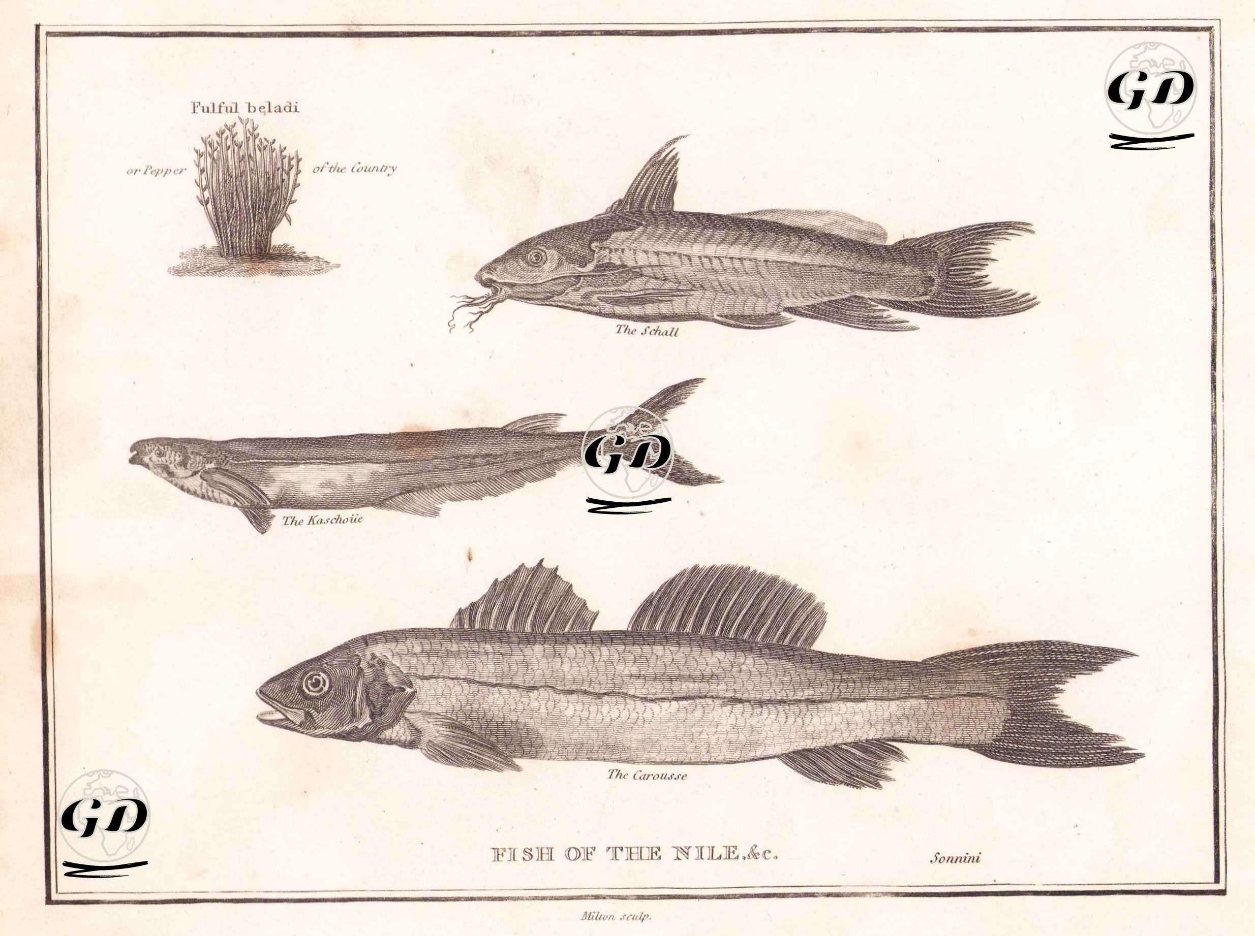 Fish of The Nile & c.- Fulful Beladi (or Pepper of the Coutry), The Schall, The Kaschoiie, The Carousse - Charles Sonnini (1751-1812) - 1800