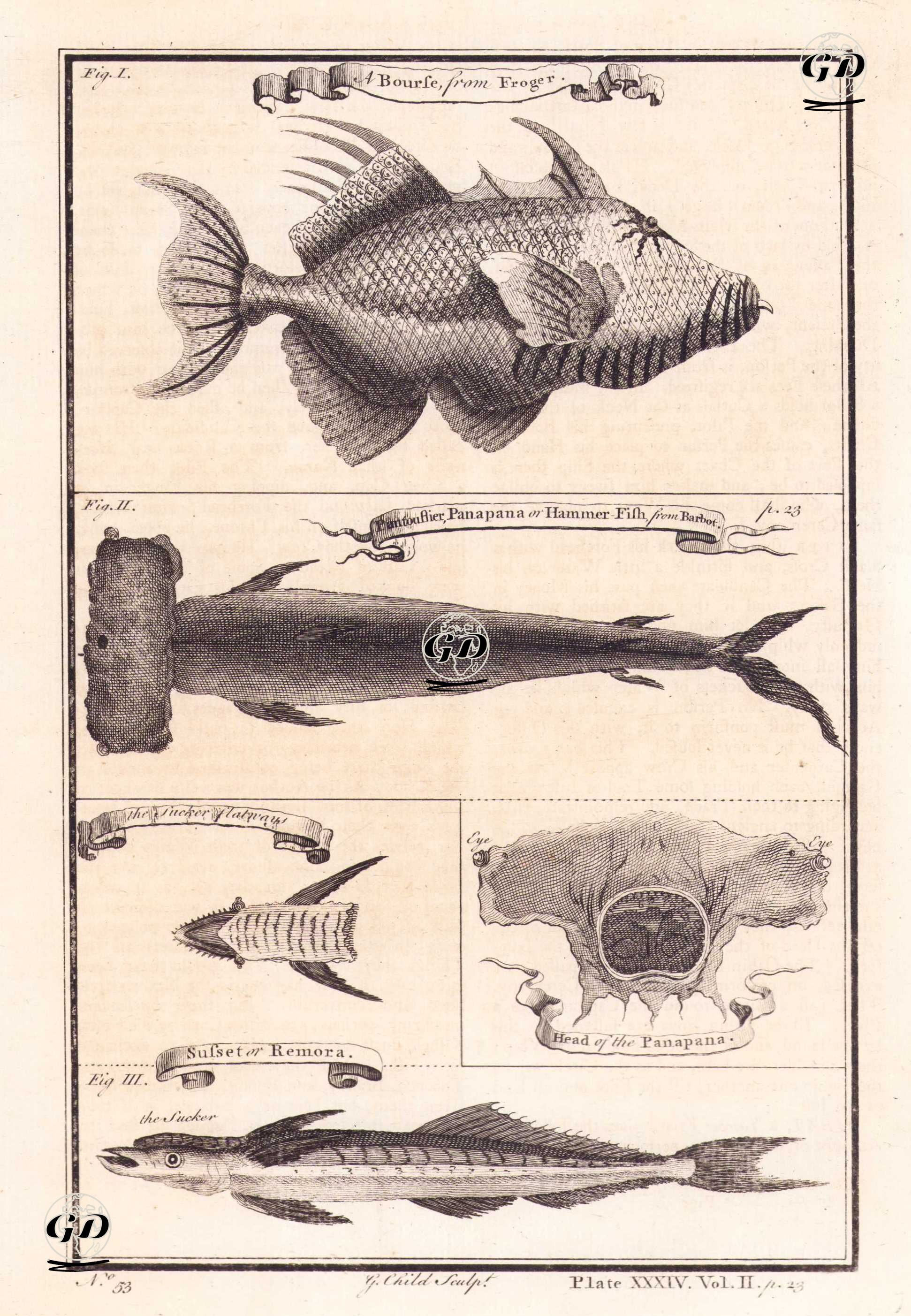 A Bourse From Froger (Triggerfish)- Pantouflier, Panapana or Hammer-fish From Barbot (Hammerhead Shark)- The sucker Flatways- Head of the Panapana- Susset or Remora (Plate XXXIV) -  - 1745-1747