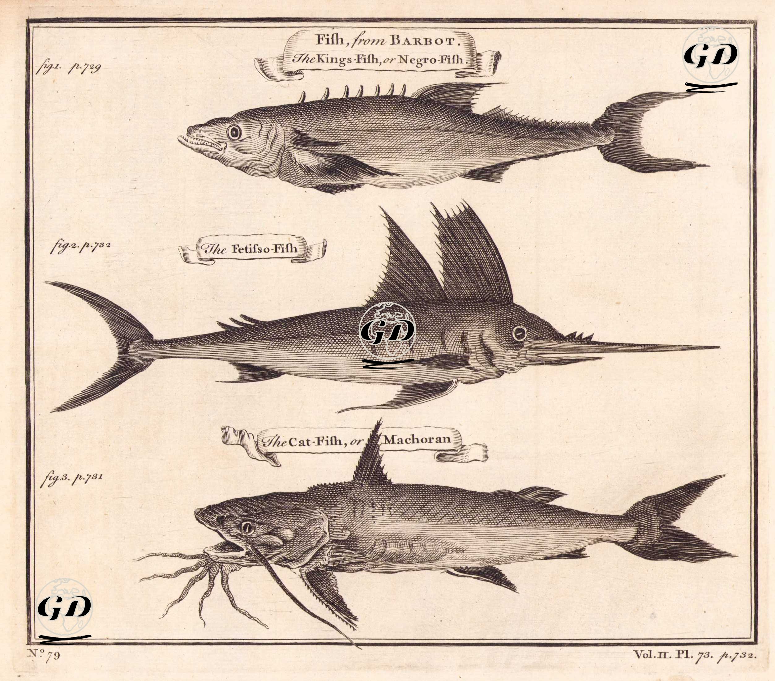 Fish From Barbot- The Kings Fish, or Negro Fish (Cobia)- The Fetisso Fish- The Cat Fish or Machoran (Pl.73) -  - 1745-1747