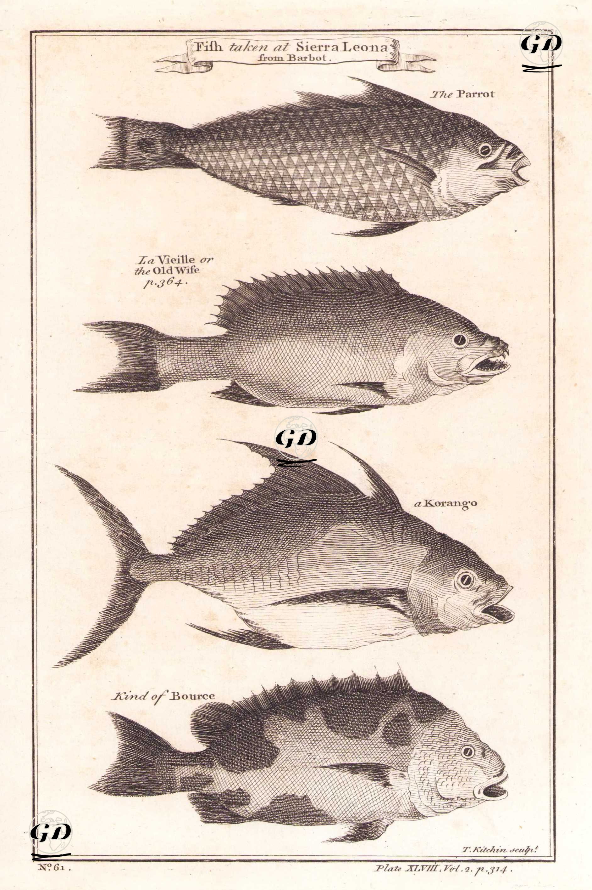 Sierra Leona'daki Balıklar- Papağan Balığı, Kikla Balığı (Labrus Bergylta), Korango, Trigger (Tetik) Balığı (Plate XLVIII) -  - 1745-1747