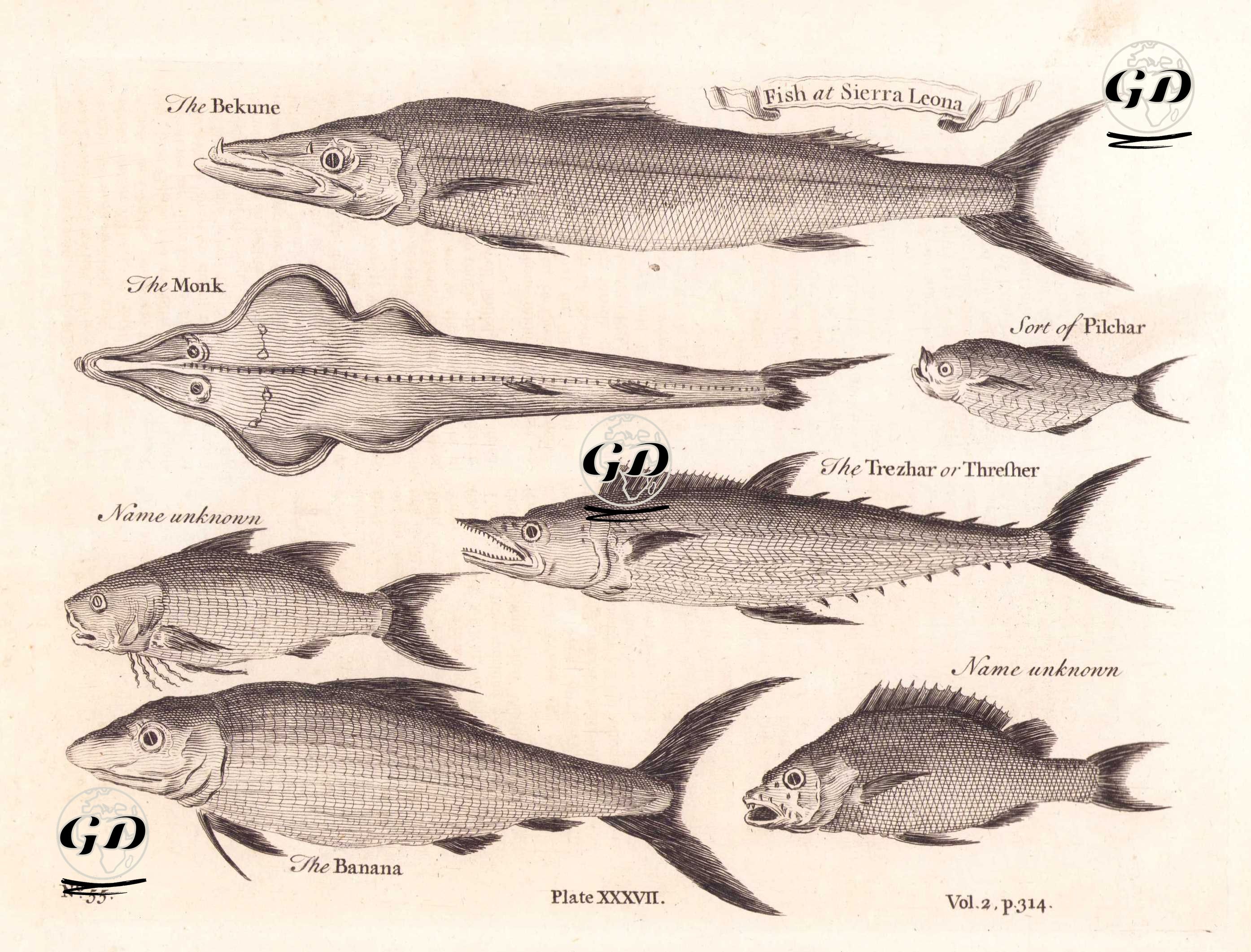 Sierra Leona'daki Balıklar- Baraküda Balığı, Fener Balığı (Lophius piscatorius), Pullu Sardalya, Trezhar veya Thresher, Muz Balığı (Plate XXXVIII)   -  - 1745-1747