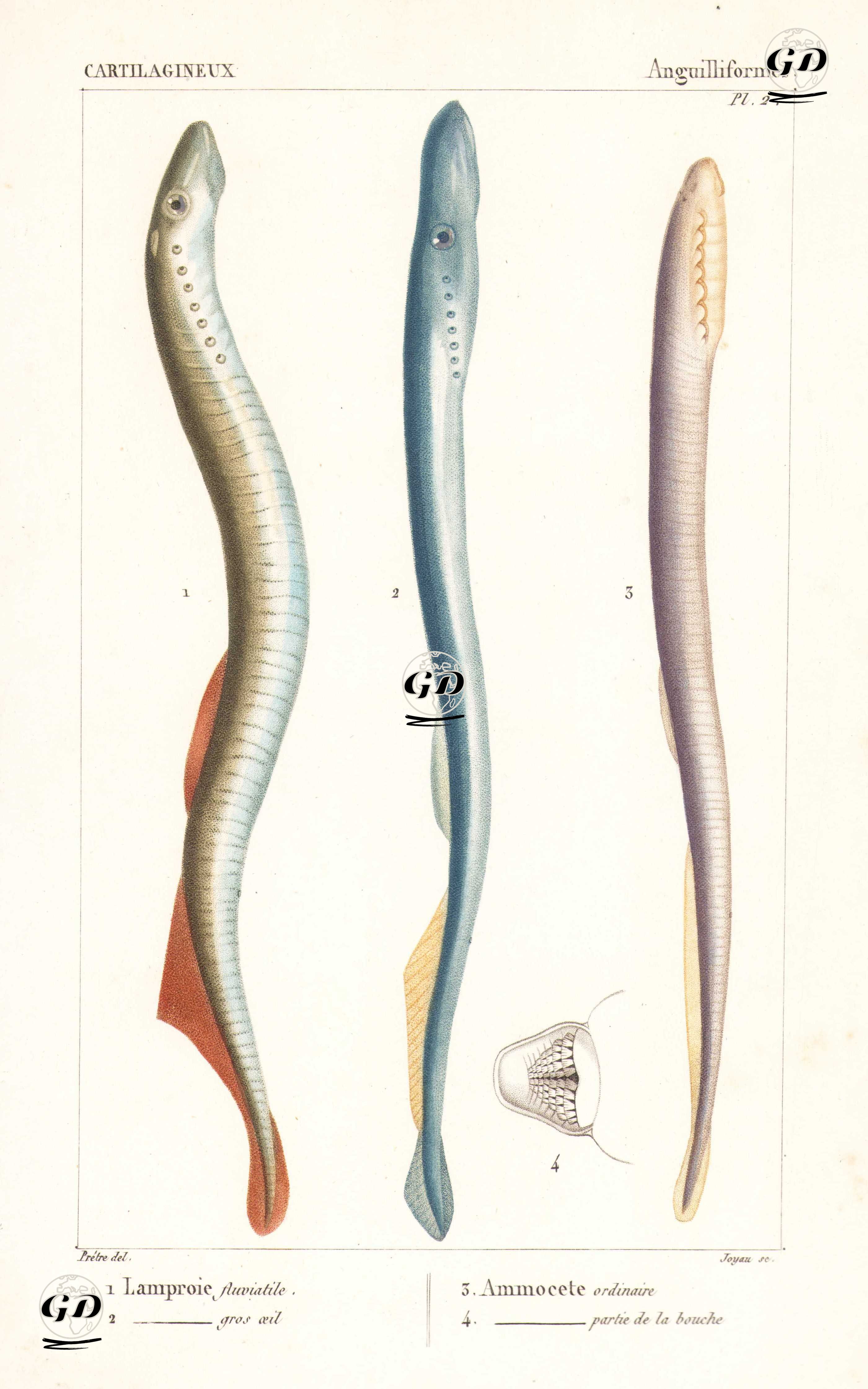 Cartilagineux, Anguilliformes (Pl. 2)- 1.2.3. 4. Bofa Balığı Türleri (Nehir Minogra Balığı, Lamprey) - Jean Gabriel Pretre (1768-1849) - 1825