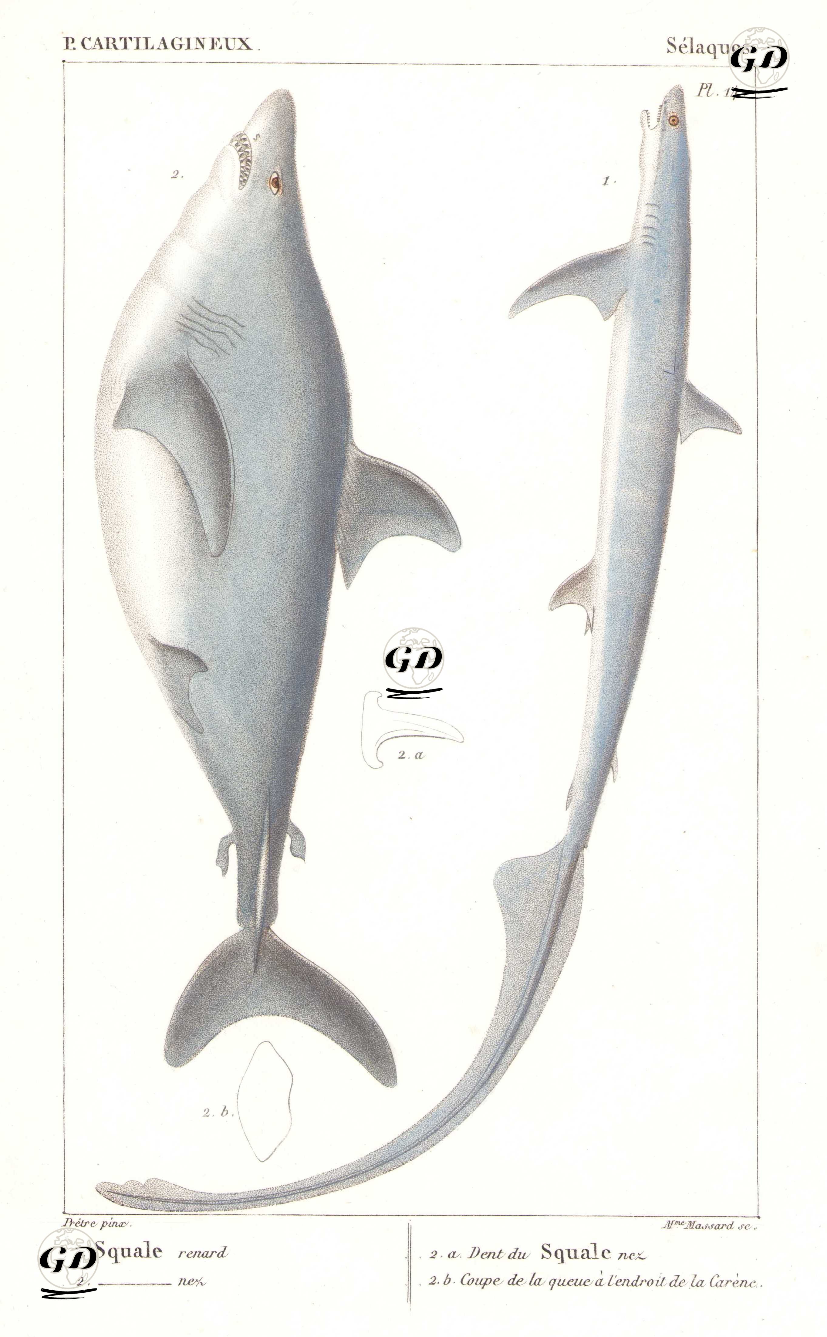 P.Cartilagineux, Sewlaques (Pl. 14)- 1.2.Tilki Köpekbalığı - Jean Gabriel Pretre (1768-1849) - 1825