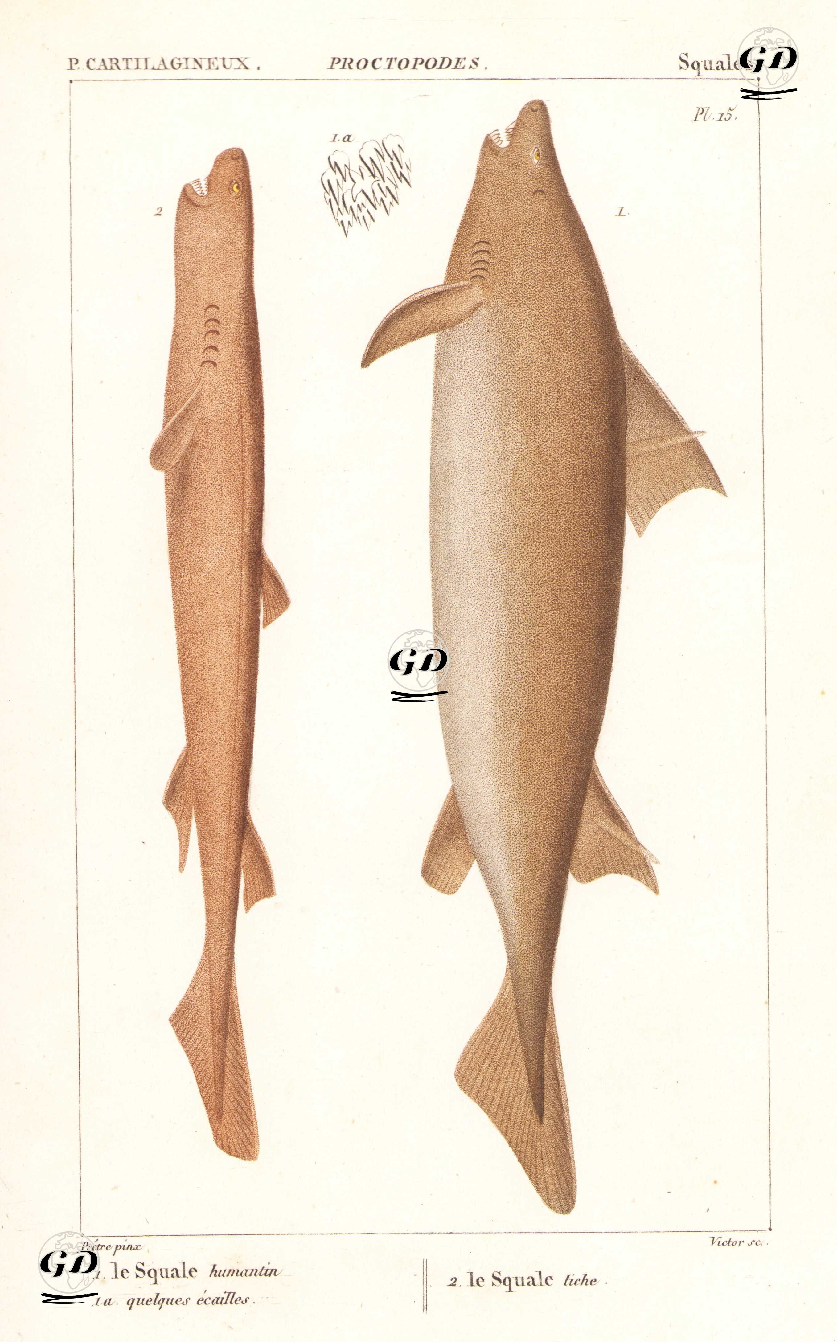 P.Cartilagineux, Squales, Proctopodes (Pl.15)- 1. Le Squale Humantin (Angular Roughshark) 1.a. Quelques Ecailles 2. Le Squale Tiche (Kitefin Shark or Seal Shark) - Jean Gabriel Pretre (1768-1849) - 1825