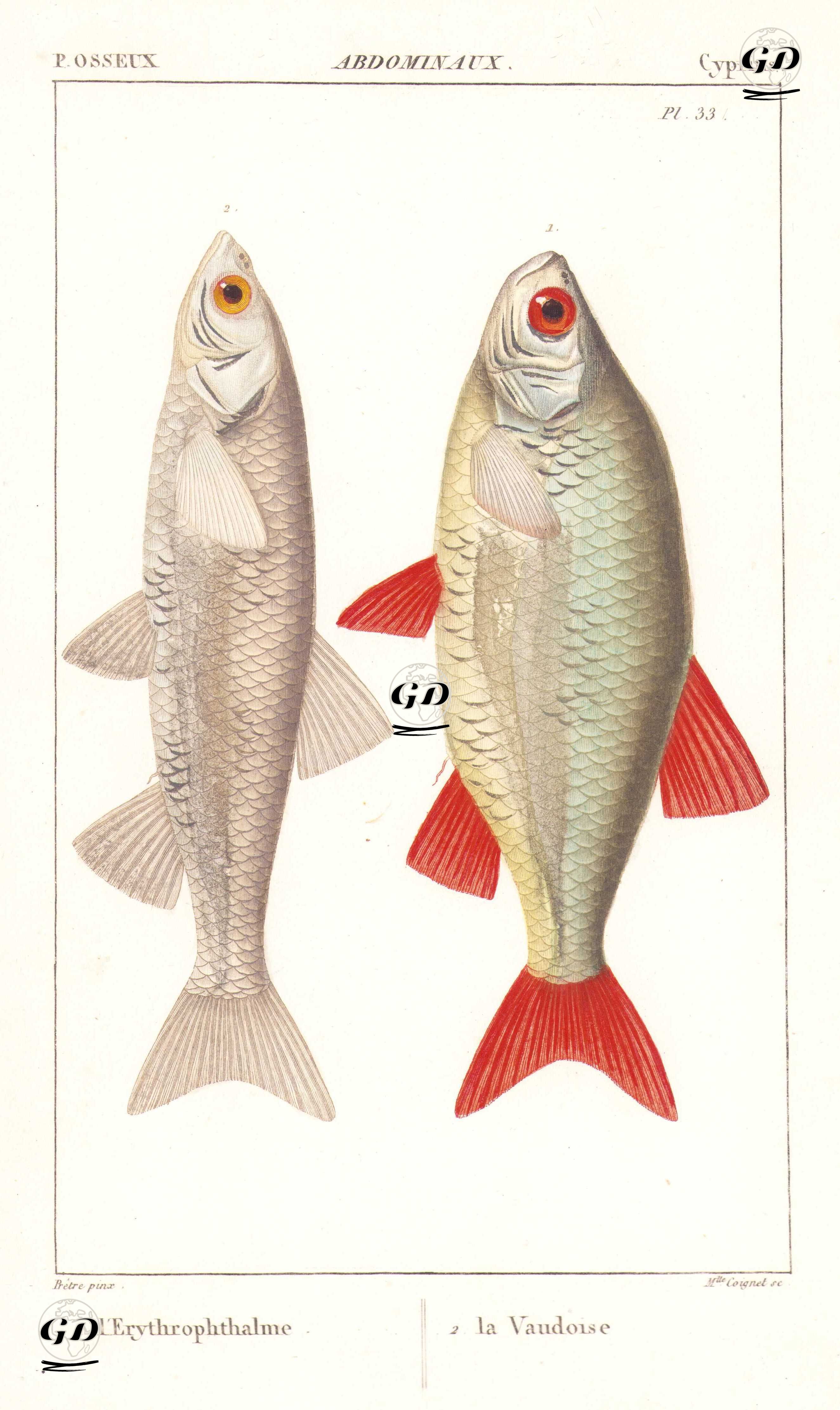 P.Osseux, Cyprins, Abdominaux (Pl. 33)- 1. Kızılkanat (Scardinius Erythrophthalmus) 2. Golyan Balığı (Minnow) - Jean Gabriel Pretre (1768-1849) - 1825