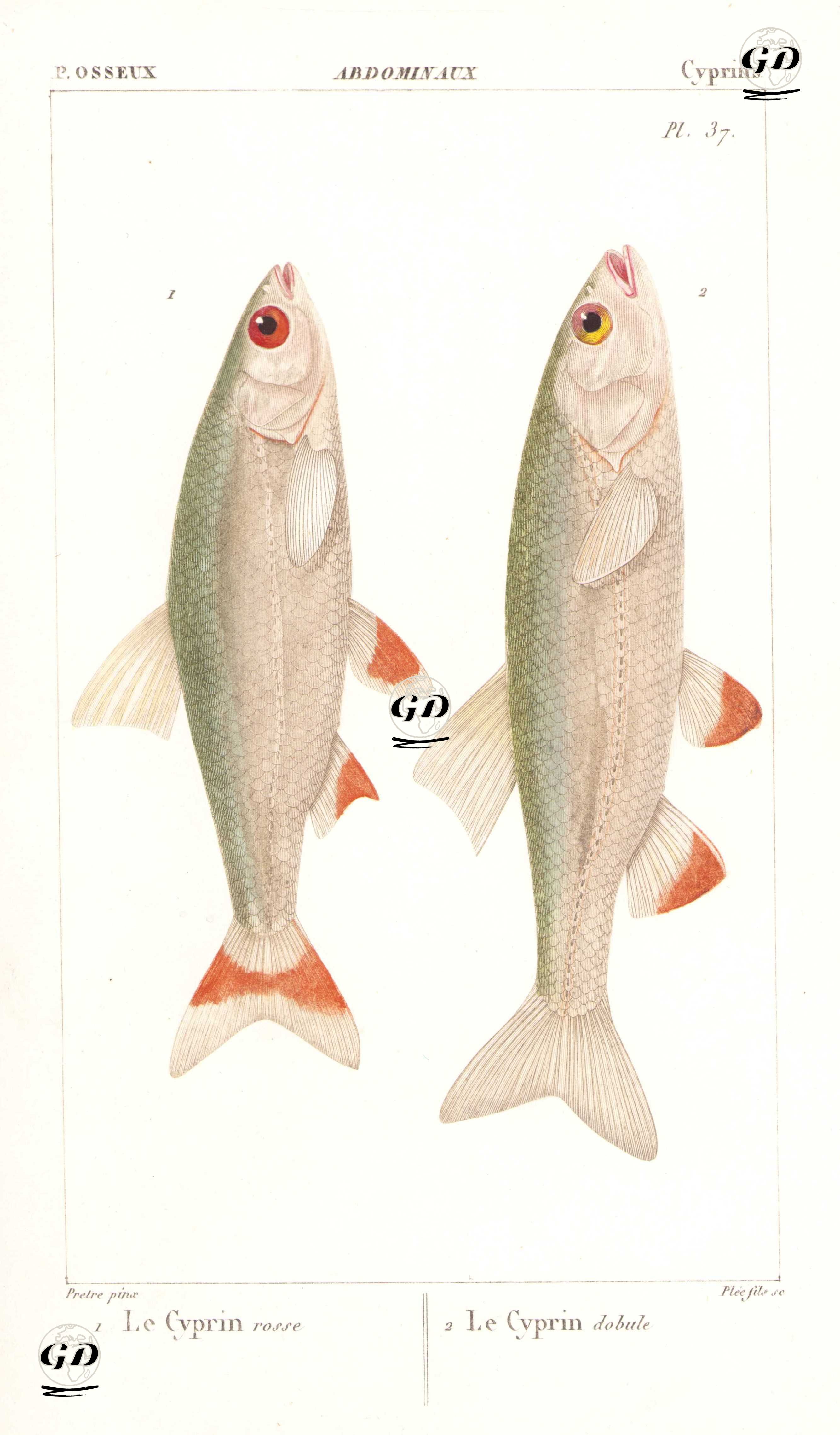 P.Osseux, Cyprins, Abdominaux (Pl. 37)- 1.2. Sazan Balığı Türleri - Jean Gabriel Pretre (1768-1849) - 1825