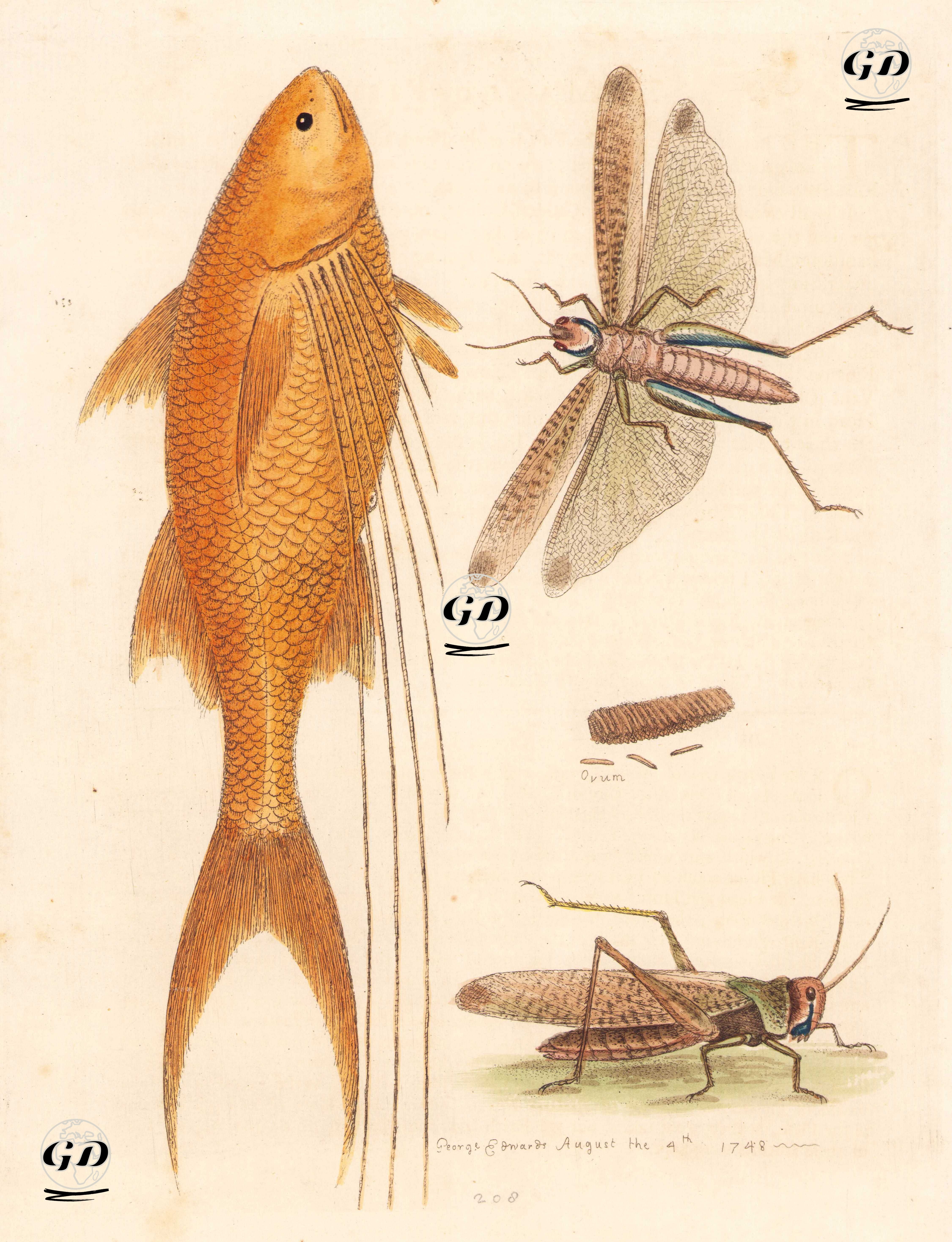 Mango Fish, Cricket and Dragonfly - George Edwards (1694-1773) - 1748