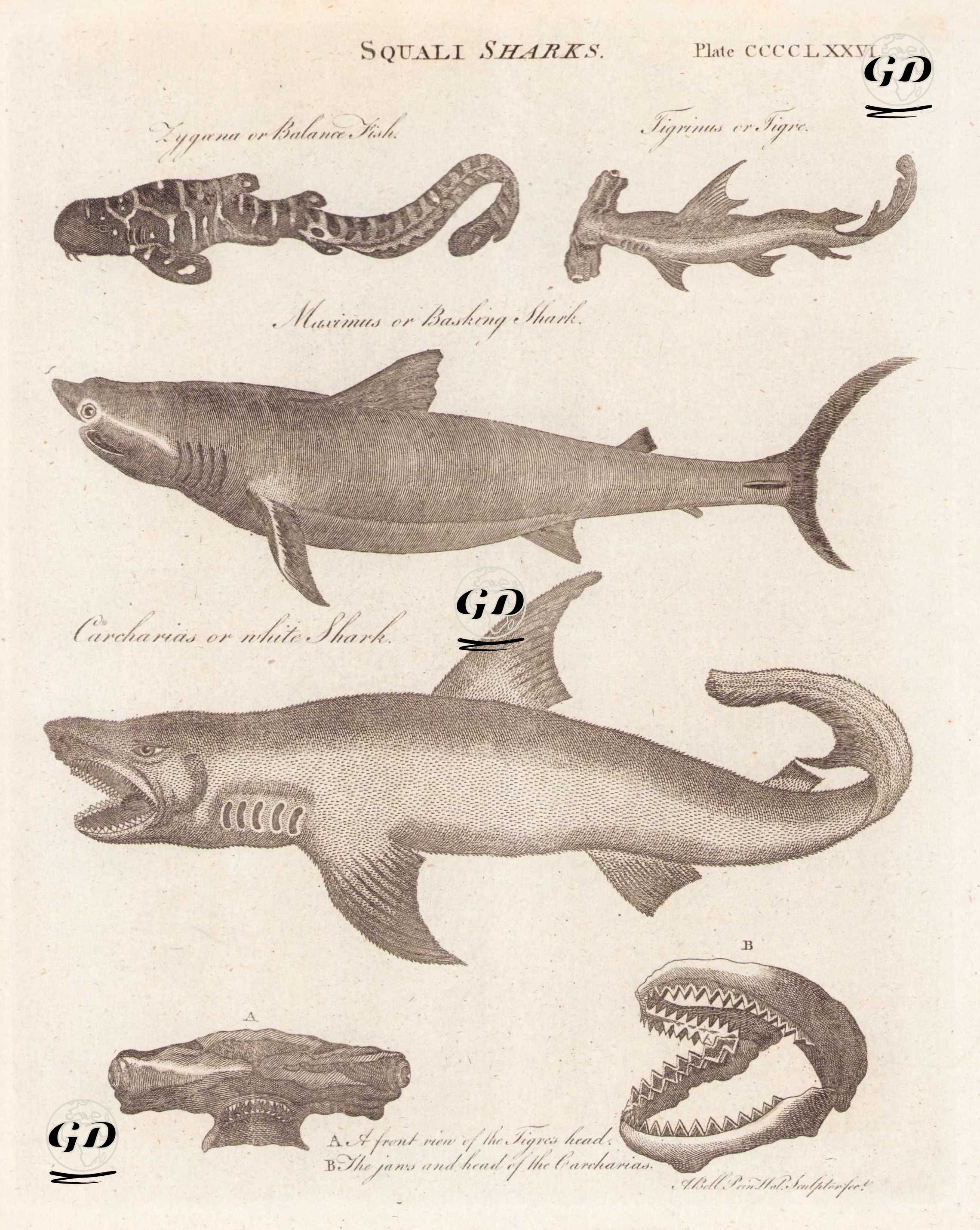 Köpekbalıkları (Plate CCCCLXXVI) - Tigrinus Kedibalığı, Çekiç Balığı, Büyük Camgöz Köpekbalığı, Beyaz Köpek Balığı (Carcharodon Carcharias) A. Tigrinus Kedibalığı Başının Ön Görünümü B. Beyaz Köpek Balığının Başı - Andrew Bell (1726–1809) - 1795