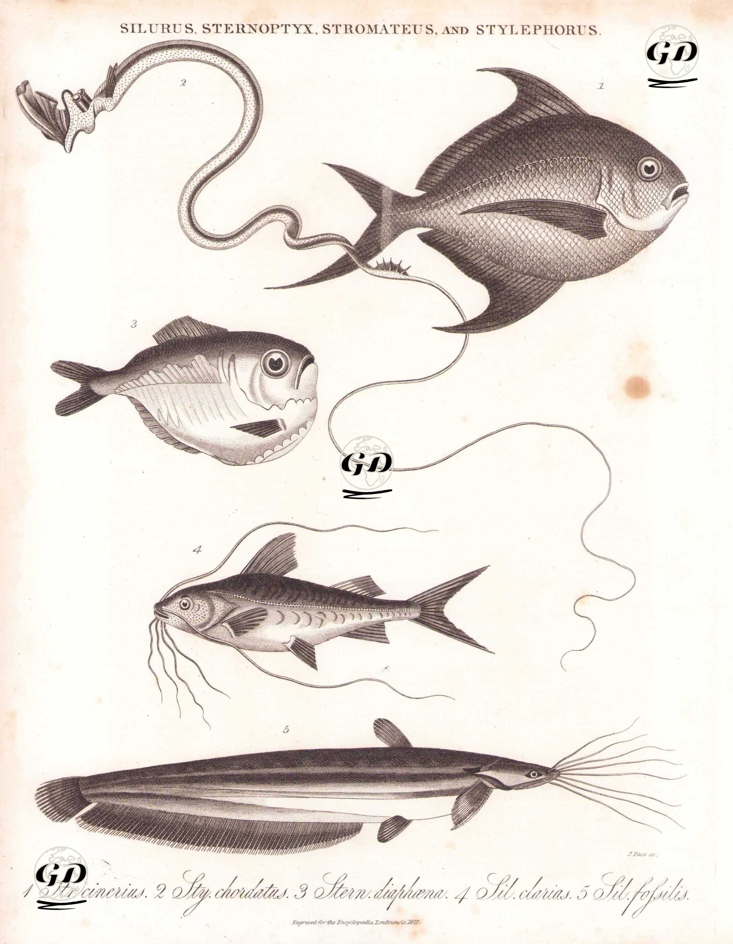 Silurus, Sternoptyx, Stromateus and Stylephorus- 1. Str. Cinerius (Butterfishes, Stromate) 2. Sty. Chordatus (Tube-Eye) 3. Stern. Diaphaena (Hatchetfish) 4. Sil. Clarias (Wels Catfish) 5. Sil. Fossilis (Stinging Catfish, Heteropneustes Fossilis) -  - 1827