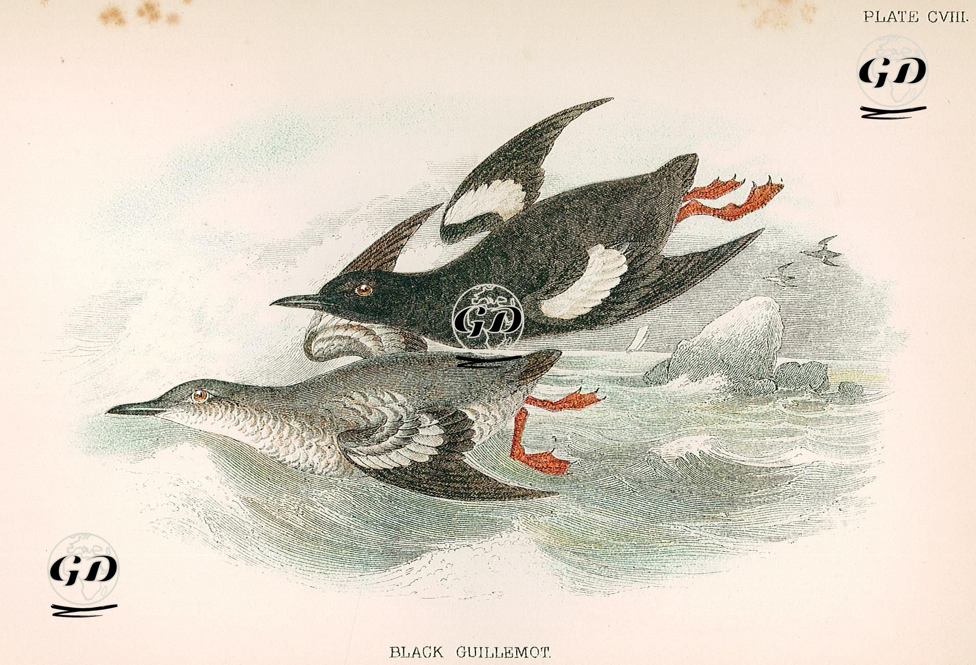 Black Guillemot -  - 1896-1897
