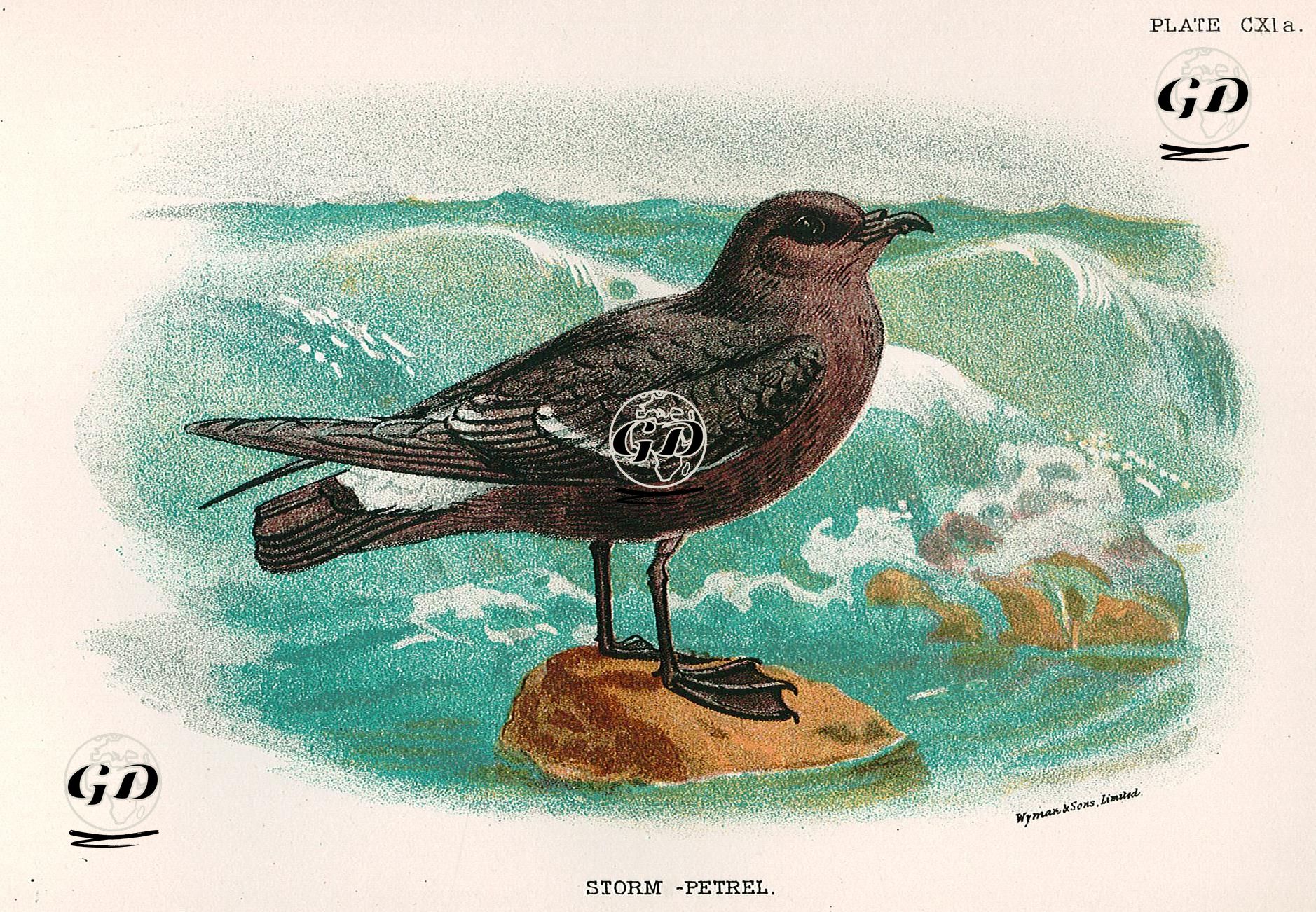 Fırtına Kuşu -  - 1896-1897
