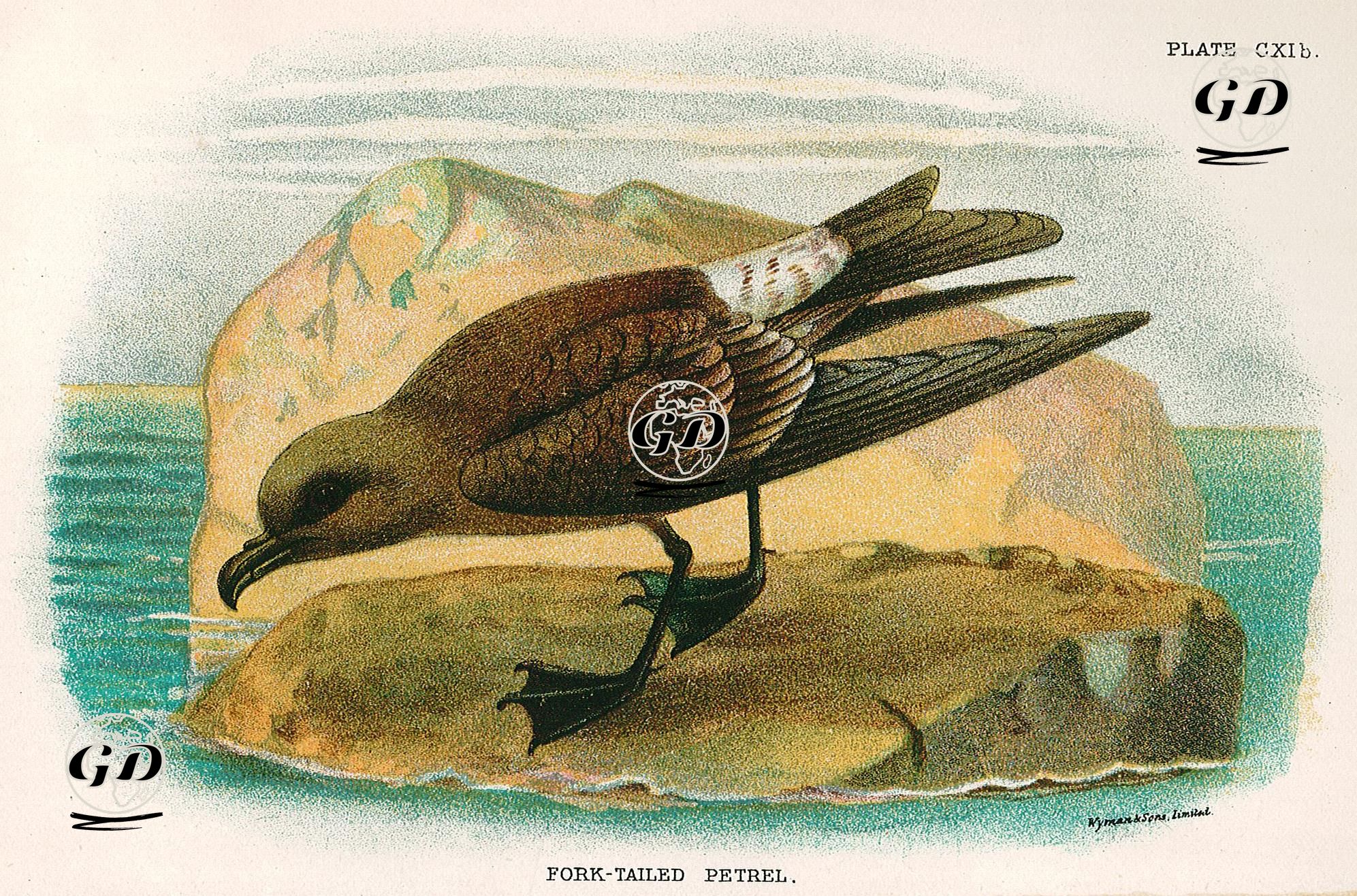Çatal Kuyruklu Fırtına Kuşu -  - 1896-1897