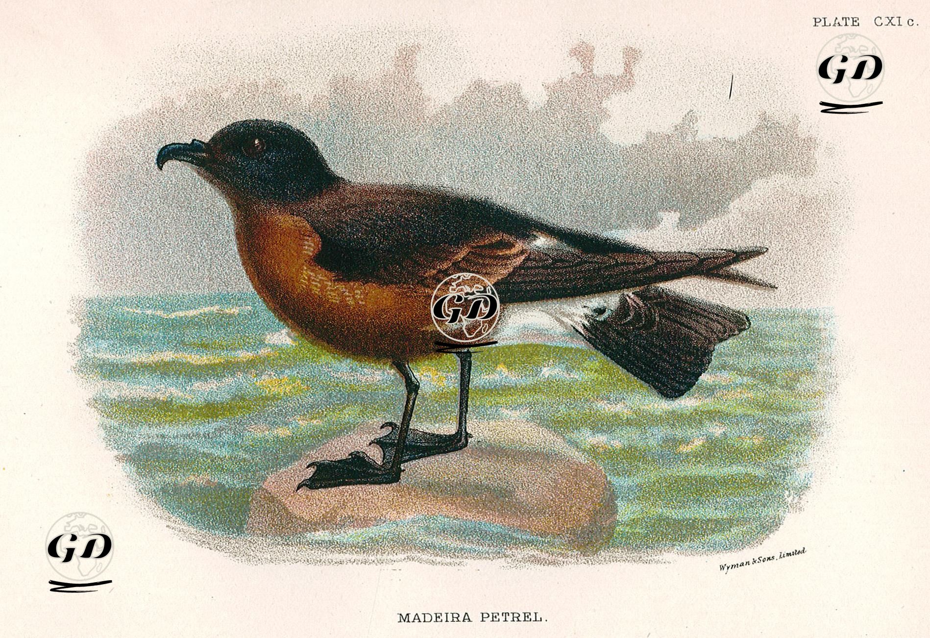 Madeira Fırtına Kuşu -  - 1896-1897