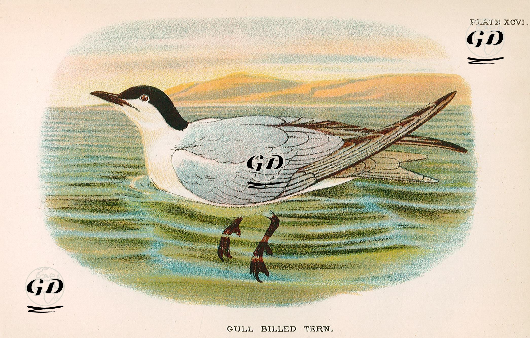 Gull Billed Tern -  - 1896-1897