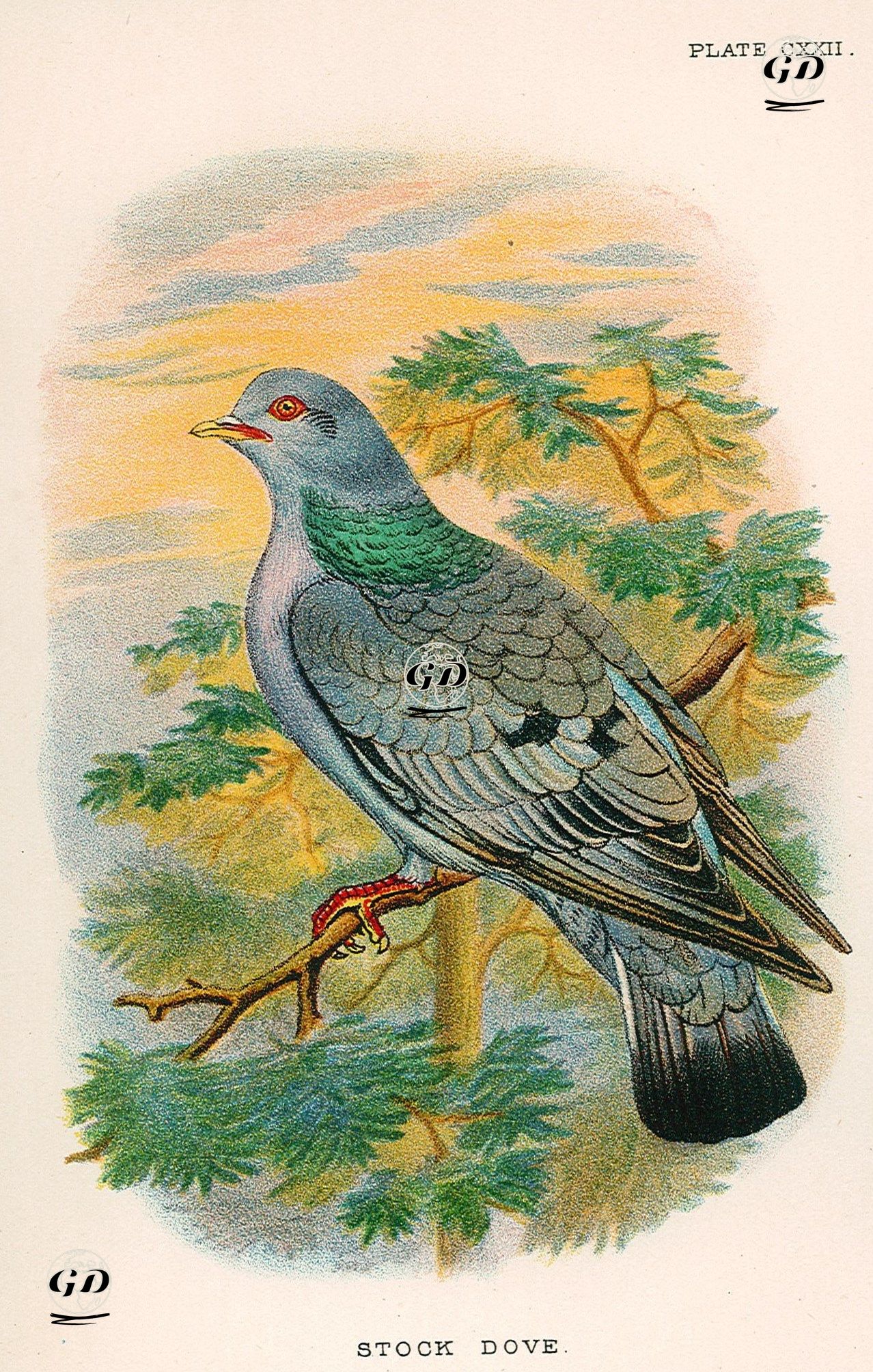 Stock Dove -  - 1896-1897