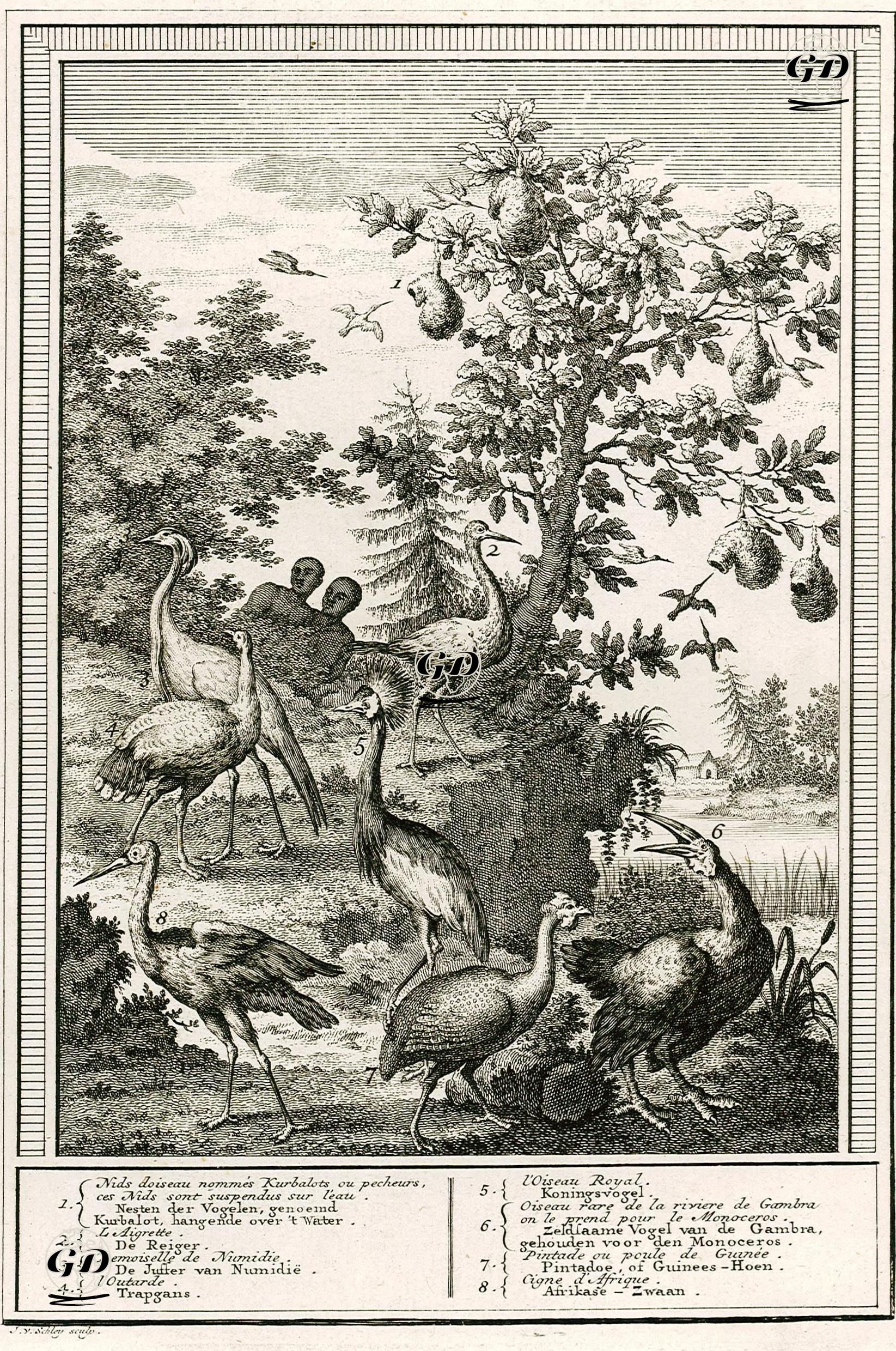 Kuş Yuvaları-Balıkçıl-Kraliyet Kuşu-Beçtavuğu-Afrika Kuğusu ve Diğer Afrika Kuşları -  - 1749