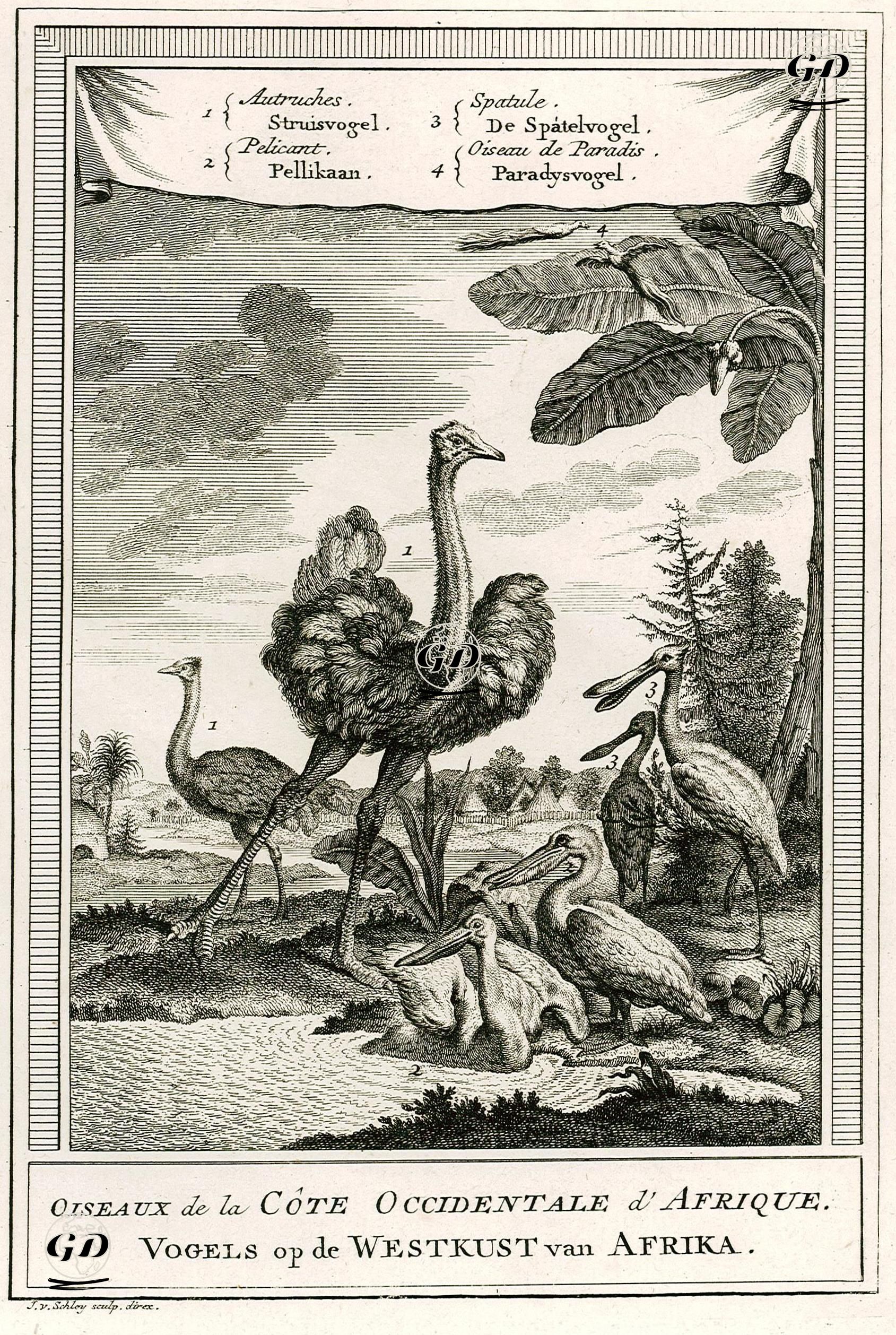 Afrikanın Batı Kıyısının Kuşları-Devekuşları, Pelikan,Kaşıkçı Balıkçıl, Cennet Kuşları -  - 1749