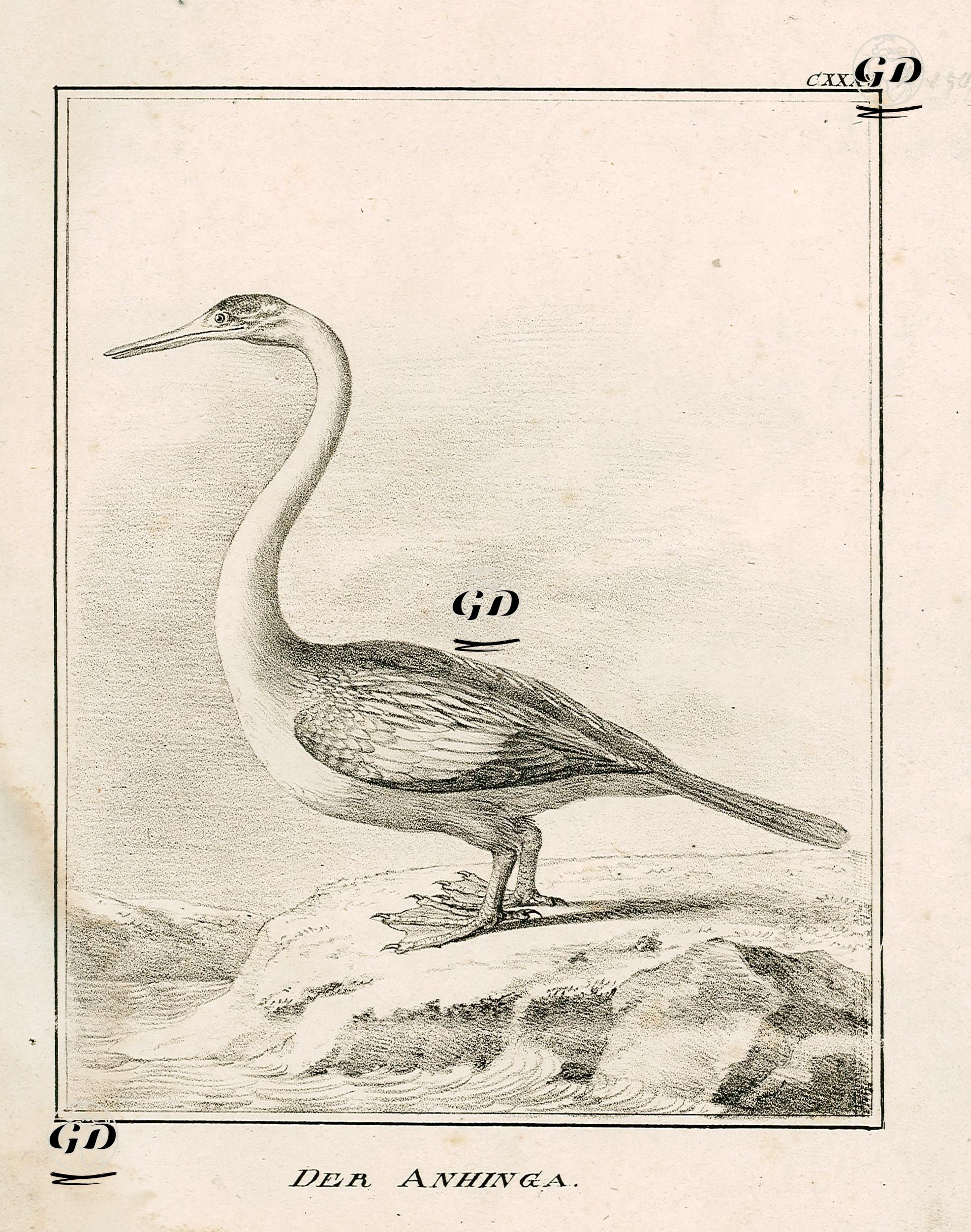 Der Anhinga -  - 1850's