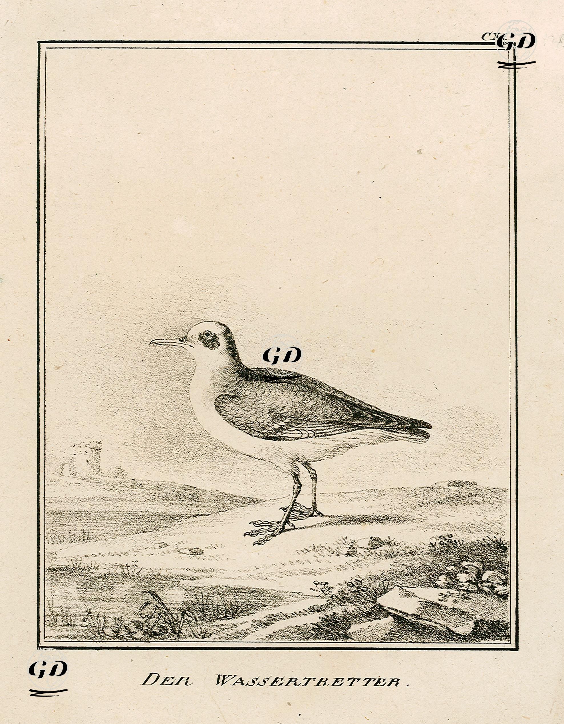 Des Wassertretter -  - 1850's