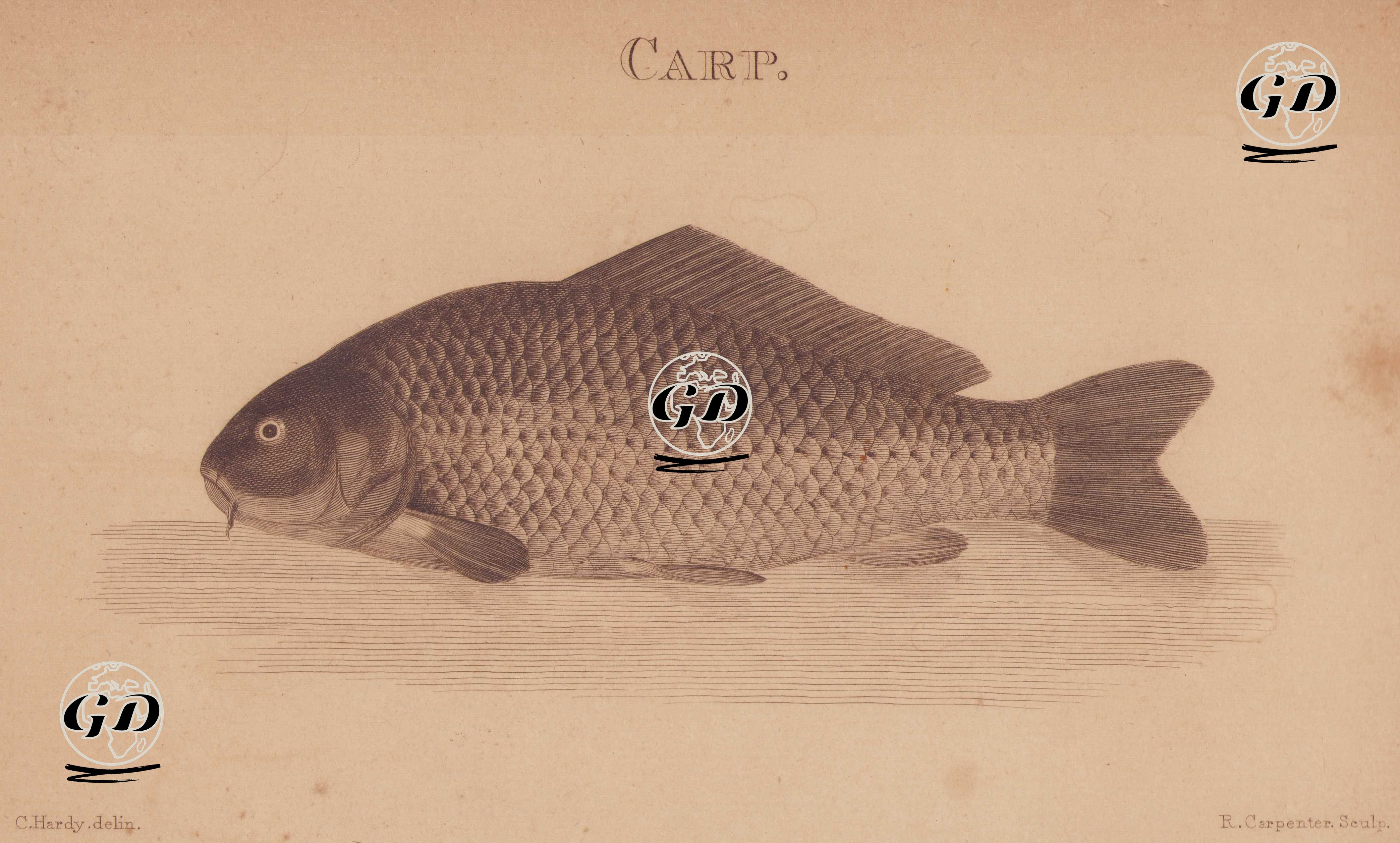 Carp - C.Hardy - 1820`s