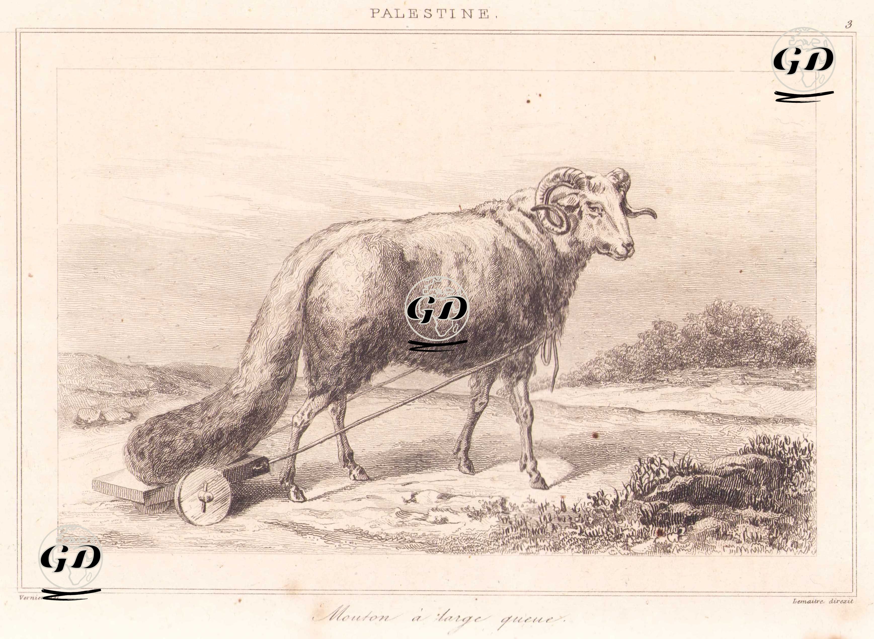 Palestine - Mouton a Large Queue (Plate 3) (Broad-tailed Sheep) - Vernier - 1845