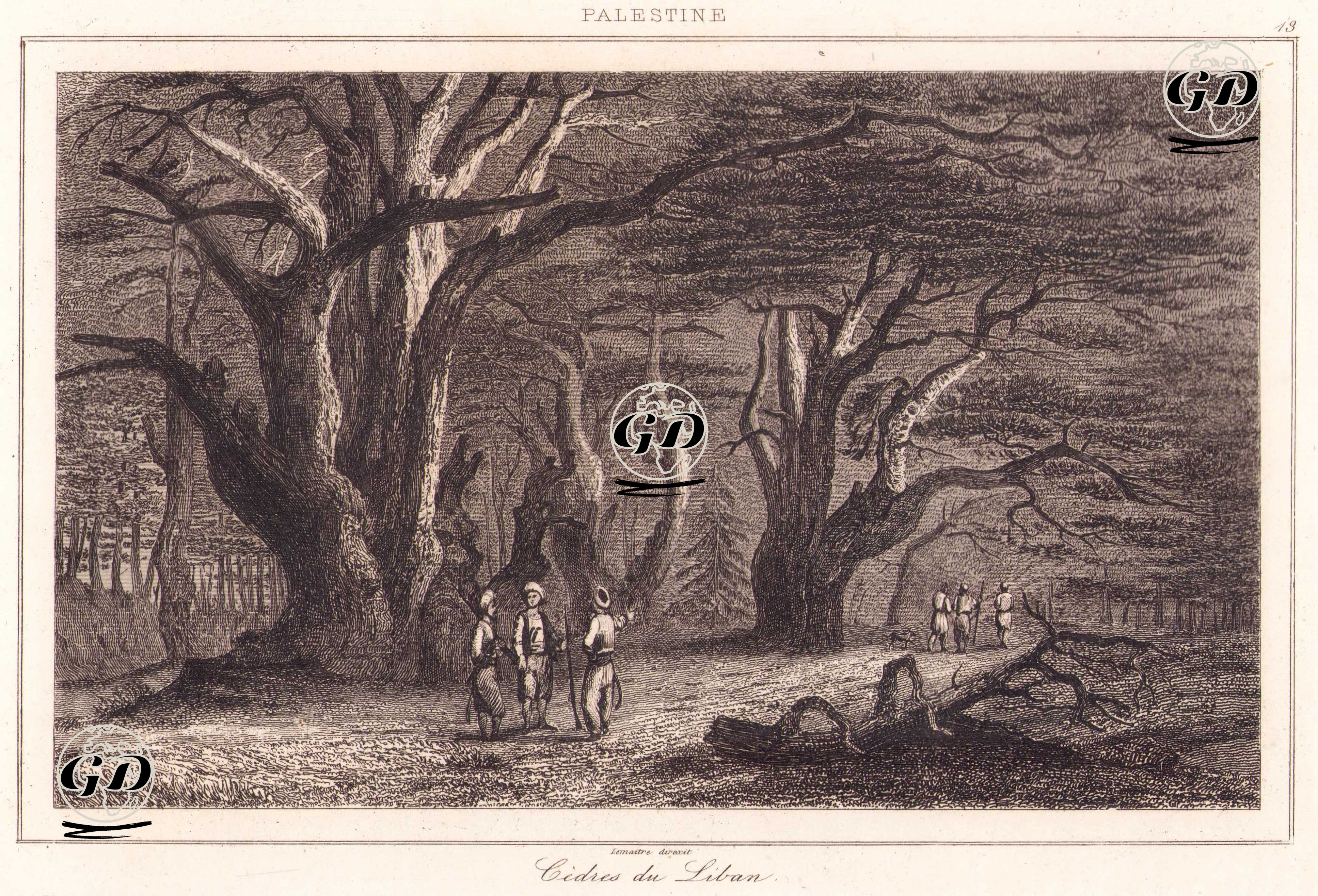 Palestine - Cedres du Liban (Plate 13) (Cedars of Lebanon) -  - 1845
