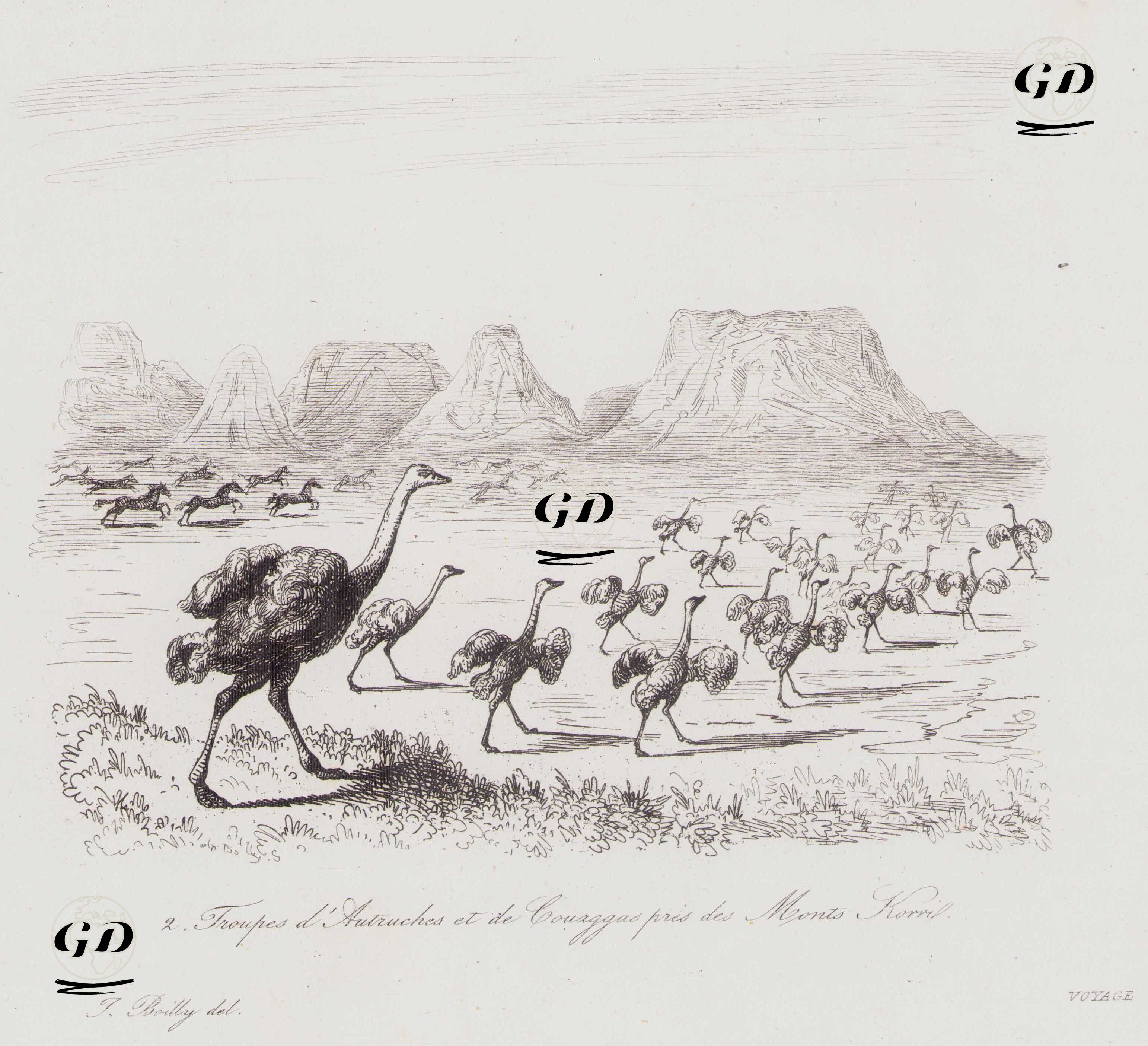 Korri Dağları Yakınlarındaki Devekuşu ve Quagga Sürüsü - Juluen Leopold Boilly (1796 - 1874) - 1839