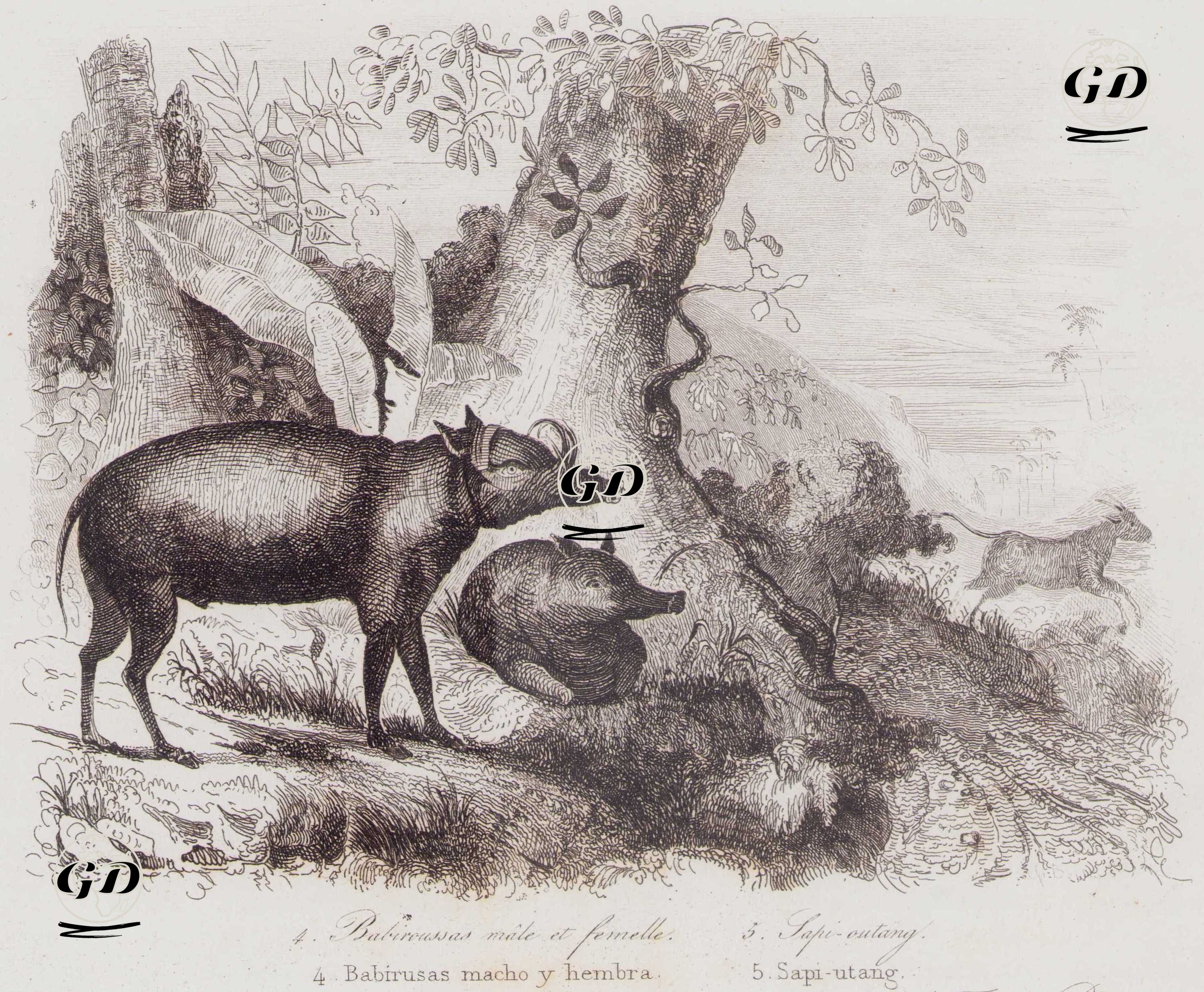 Babirusa (Geyik Domuzu),  Erkek ve Dişi - Borç İneği - Louis Auguste de Sainson (1800-1874) - 1834