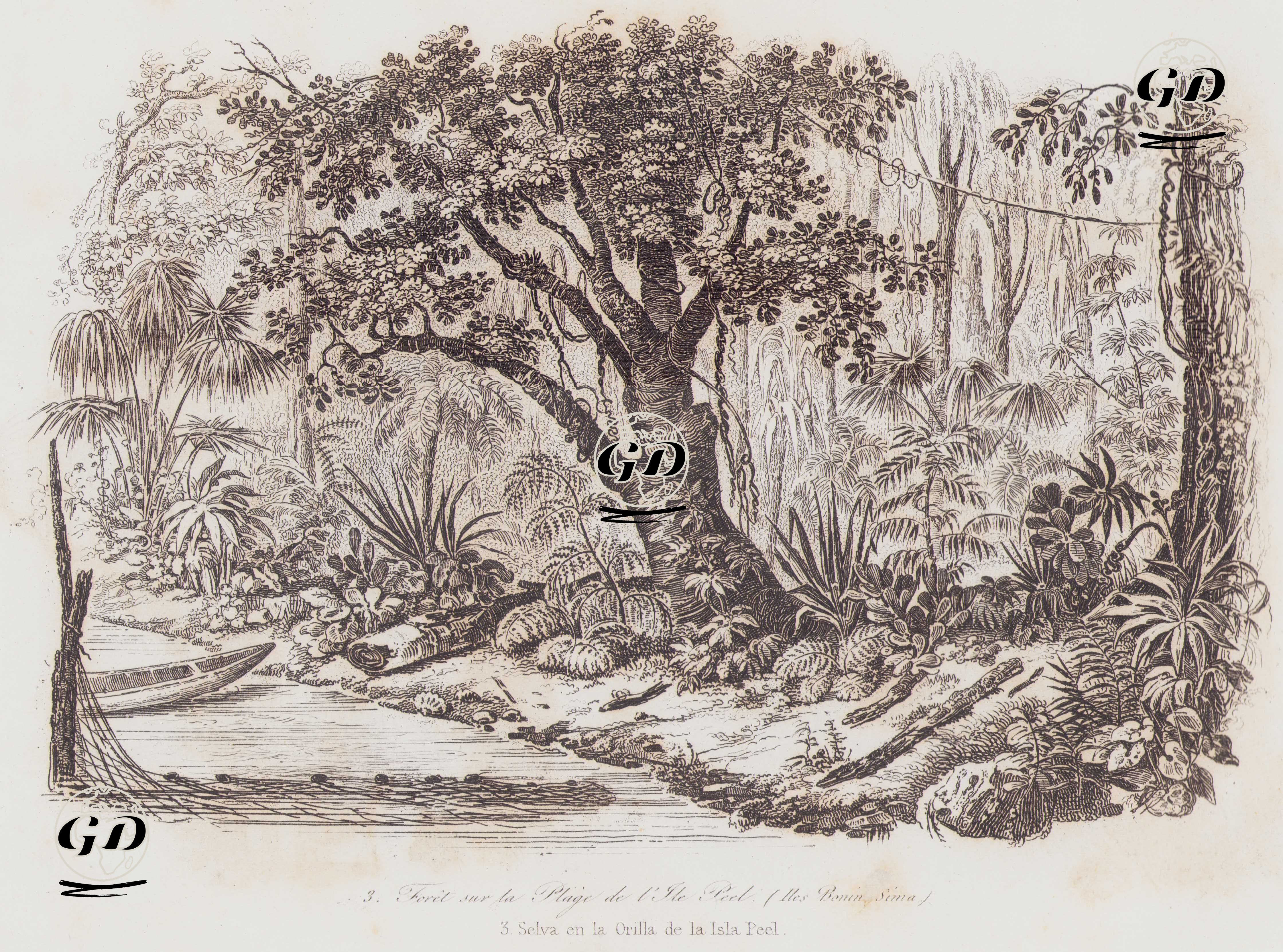 Peel (Bonin-Sima Adaları) Adasısındaki Sahil Ormanı - Louis Auguste de Sainson (1800-1874) - 1834