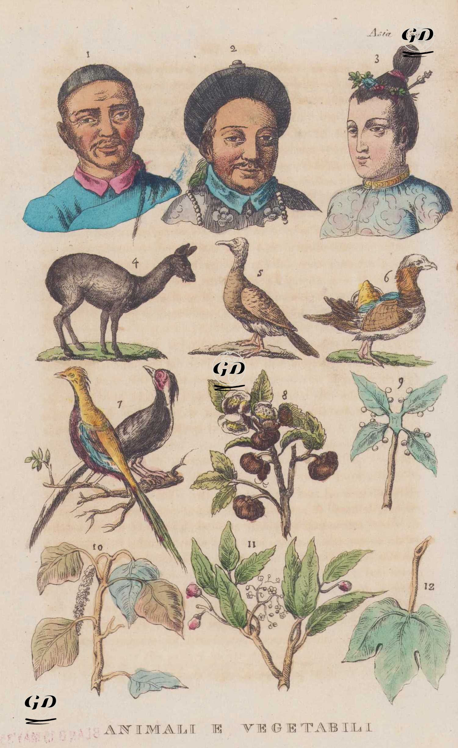 Çinlilerin Portreleri ile Çin'de Bulunan Çeşitli Fauna ve Flora, Misk Geyiği (4), Ördek (6), Altuni Sülün (7), Çay (8), Kafur (10) vb., Asya, Resim 8. -  - 1820's-1840's