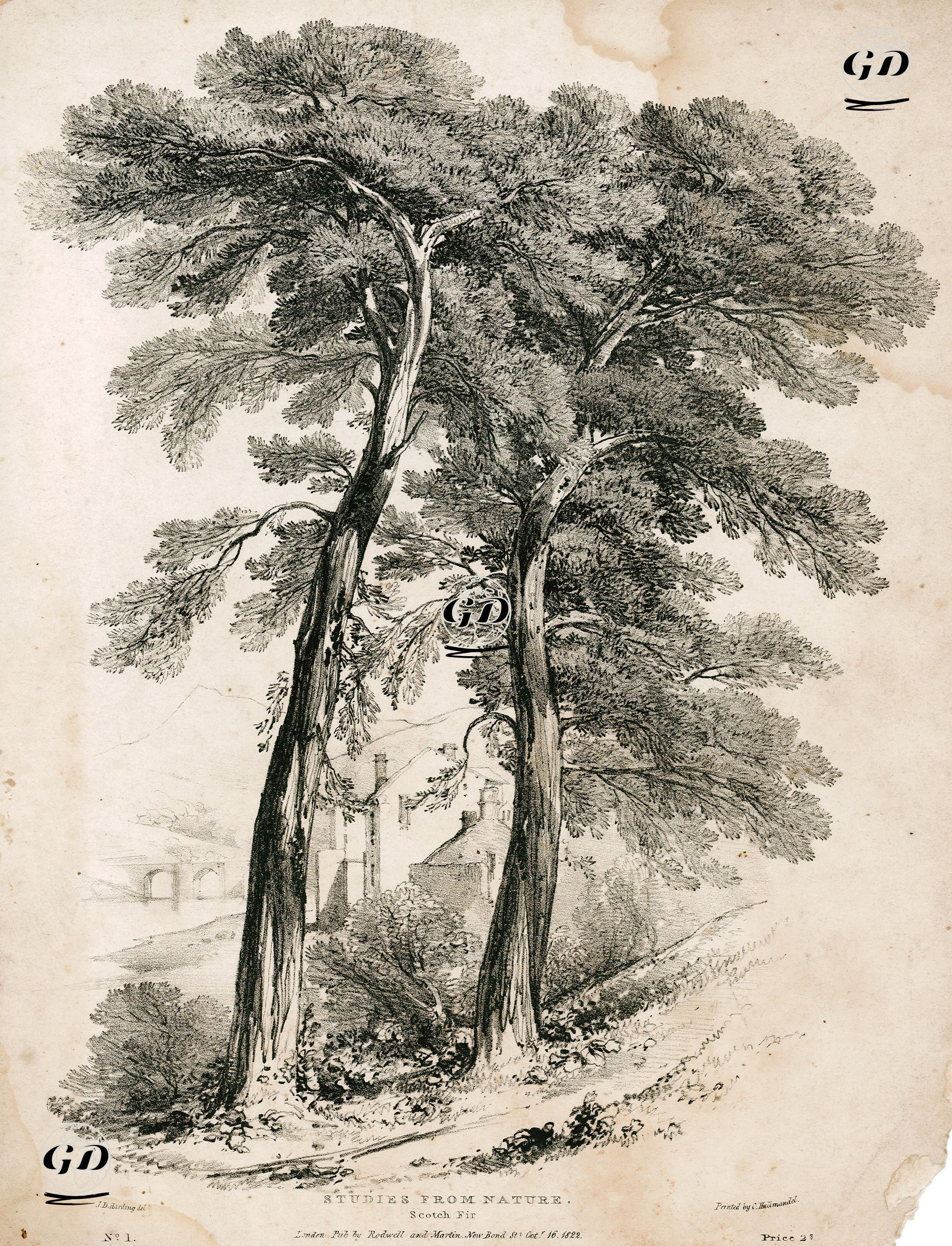 Studies From Nature, Scotch Fir, No:1  - James Duffield Harding (1798-1863) - 1822