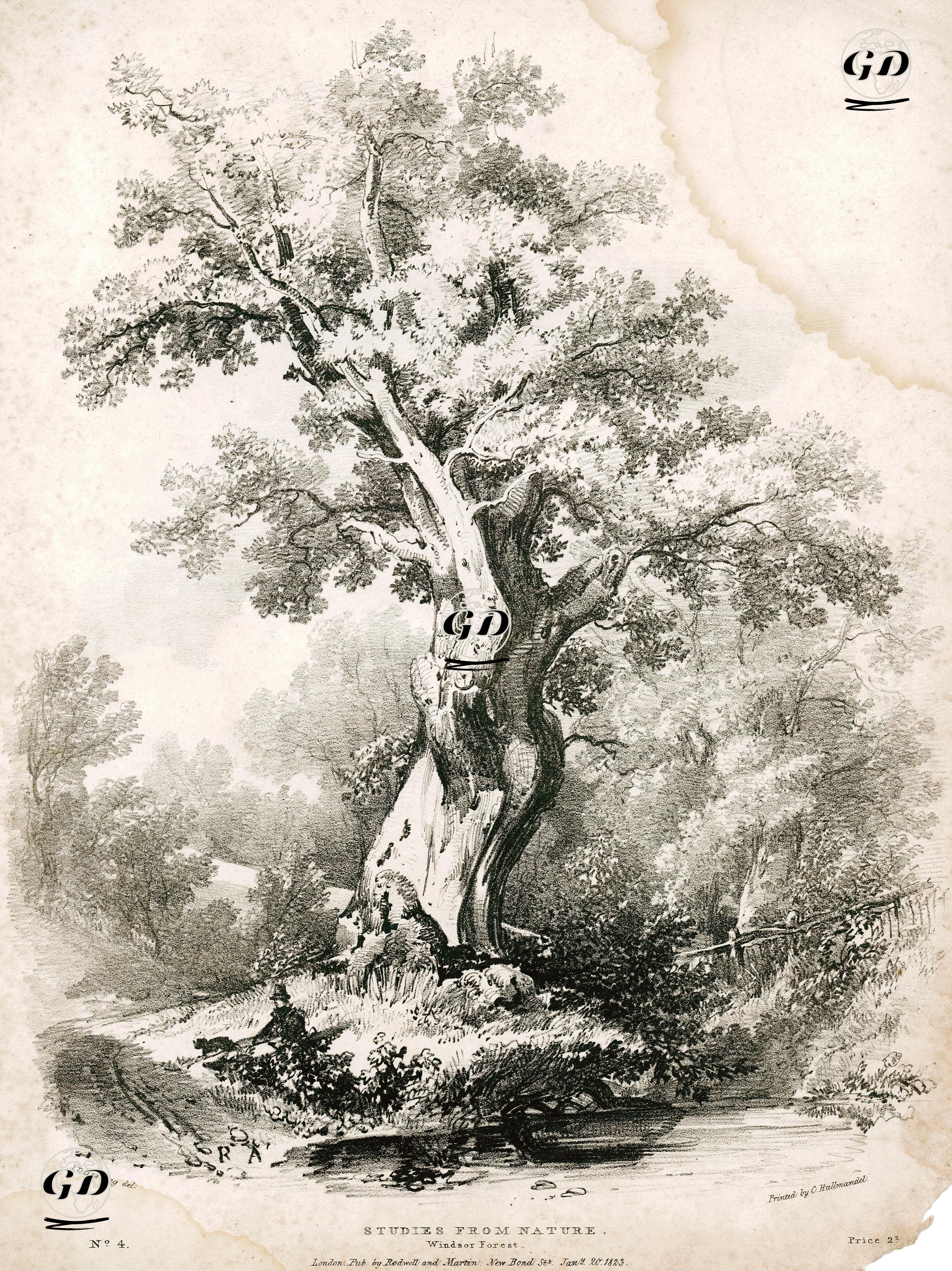 Doğadan Çizimler, Windsor Ormanı, No:4 - James Duffield Harding (1798-1863) - 1823