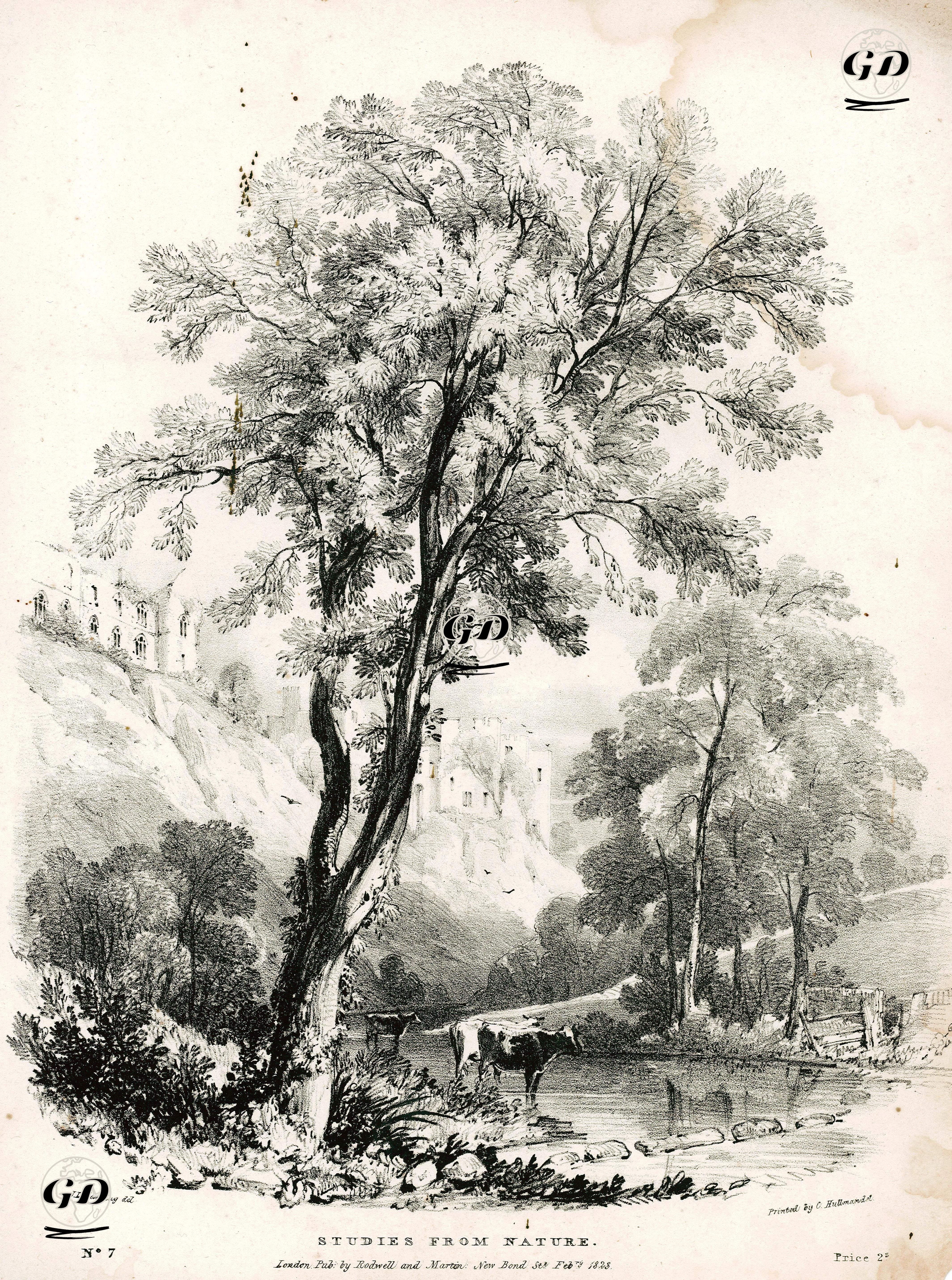 Doğadan Çizimler, No:7 - James Duffield Harding (1798-1863) - 1823