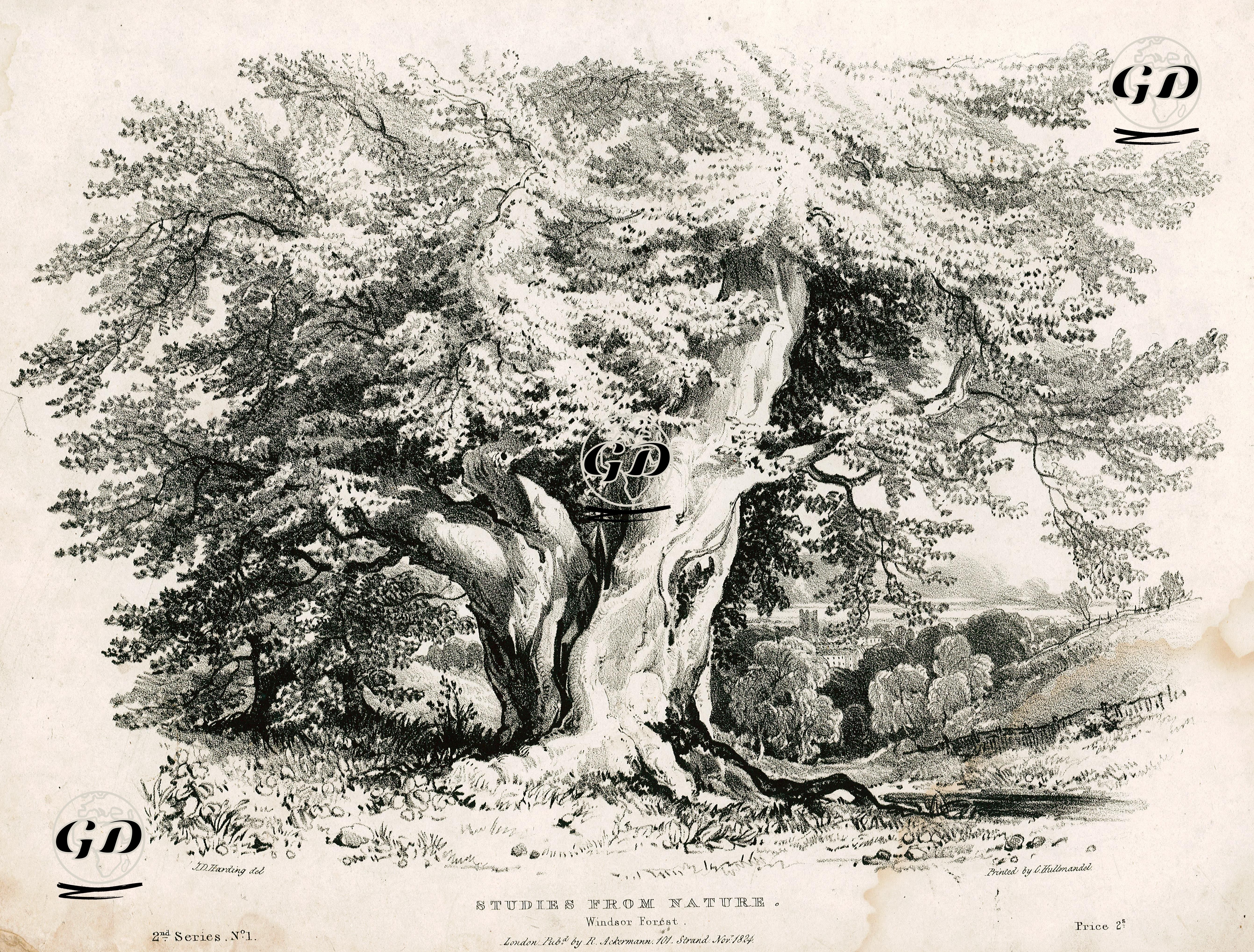 Doğadan Çizimler, Windsor Ormanı, İkinci Seri No:1 - James Duffield Harding (1798-1863) - 1824