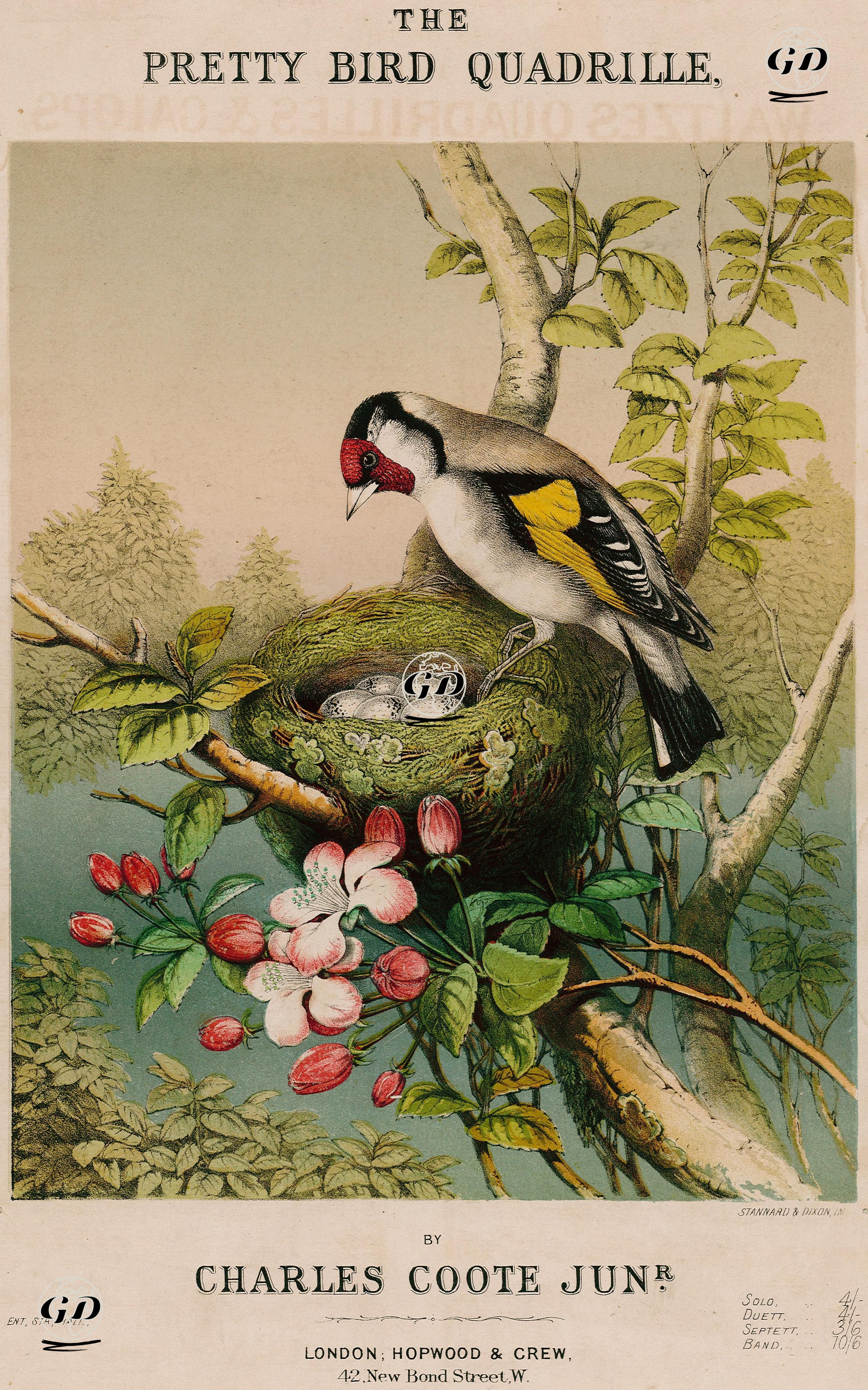 The Pretty Bird, Quadrille By Charles Coote Jun. -  - 1867