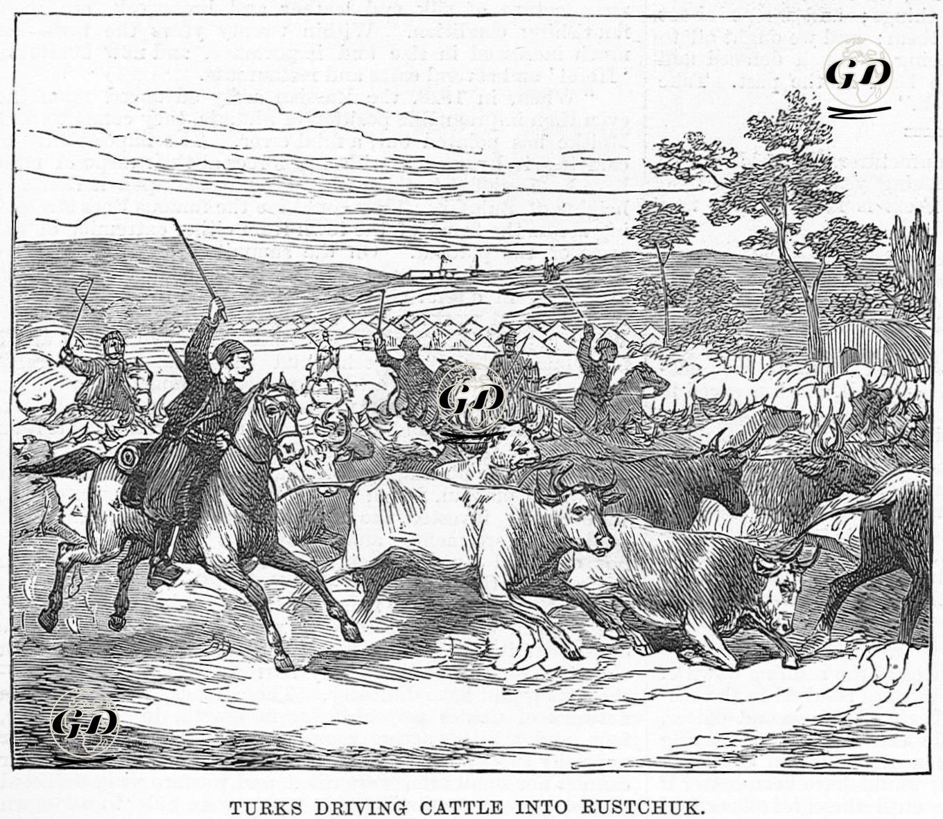1877-1878 Osmanlı-Rus Savaşı (93 Harbi) Sırasında İneklerin Rusçuk'a Götürülmesi -  - 1877
