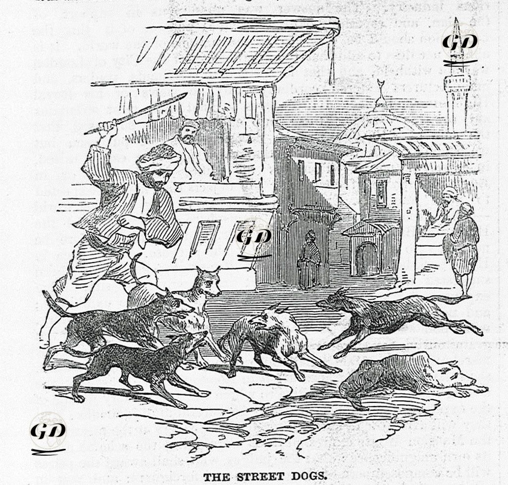 İstanbul'da Sokak Köpekleri -  - 1849