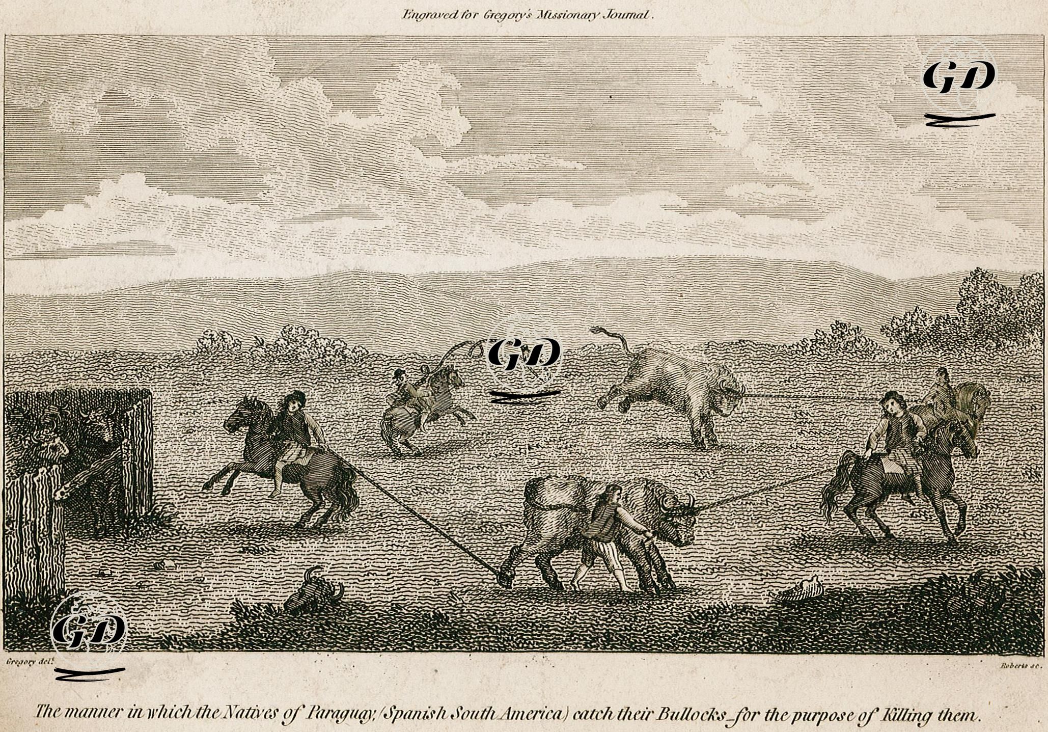 Parguay Yerlilerinin Öküzleri Yalayıp Öldürmek için Kullandıkları Yöntem - Gregory - 1800