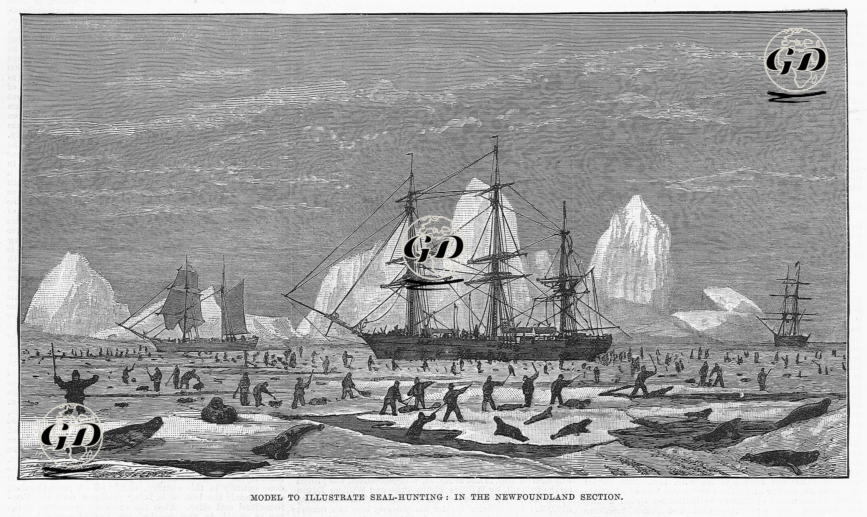 Model To İllustrate Seal-Hunting in Newfounland Section  -  - 1883