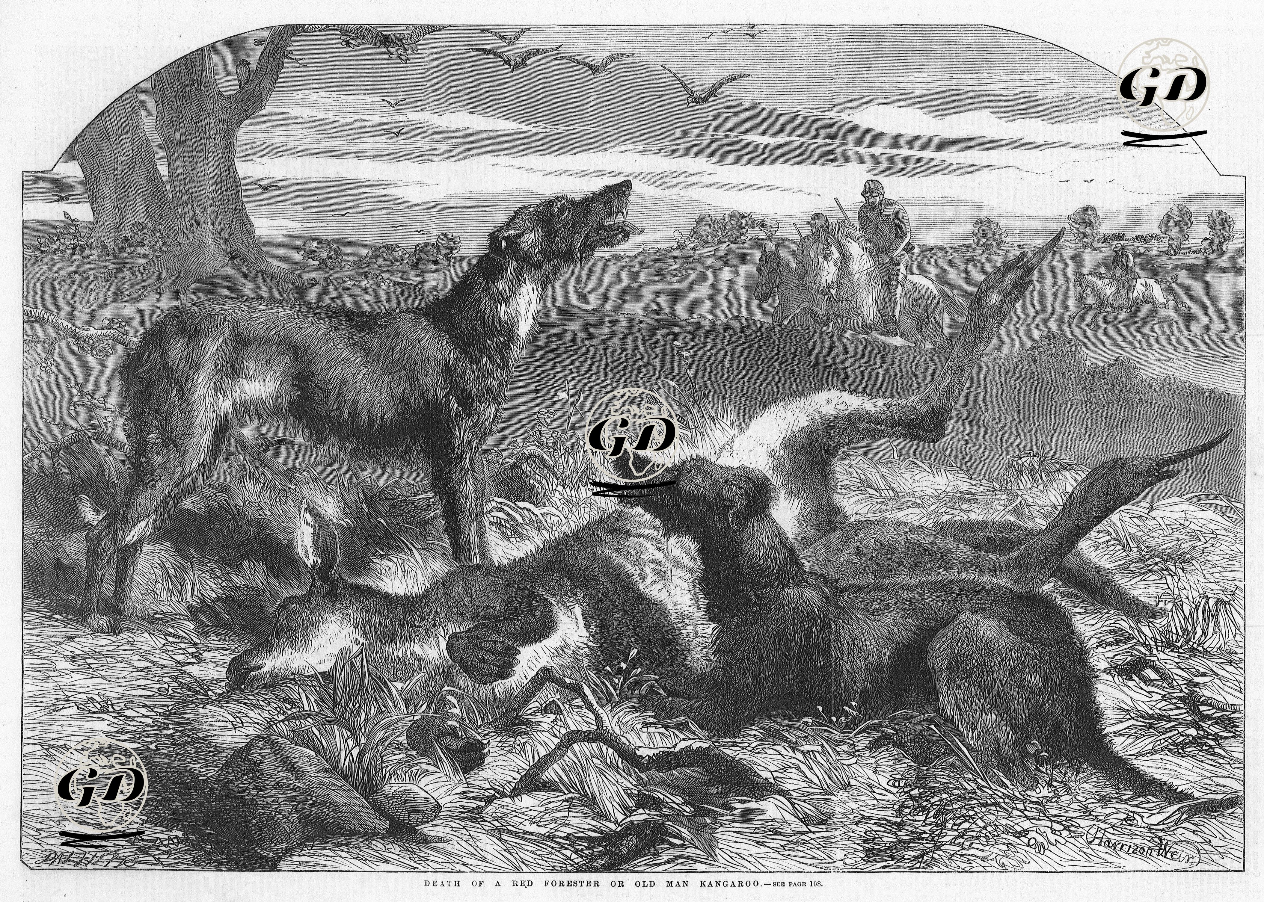 Death Of Red Forester Or Old Man Kangaroo  - Harrison William Weir (1824-1906) - 1860