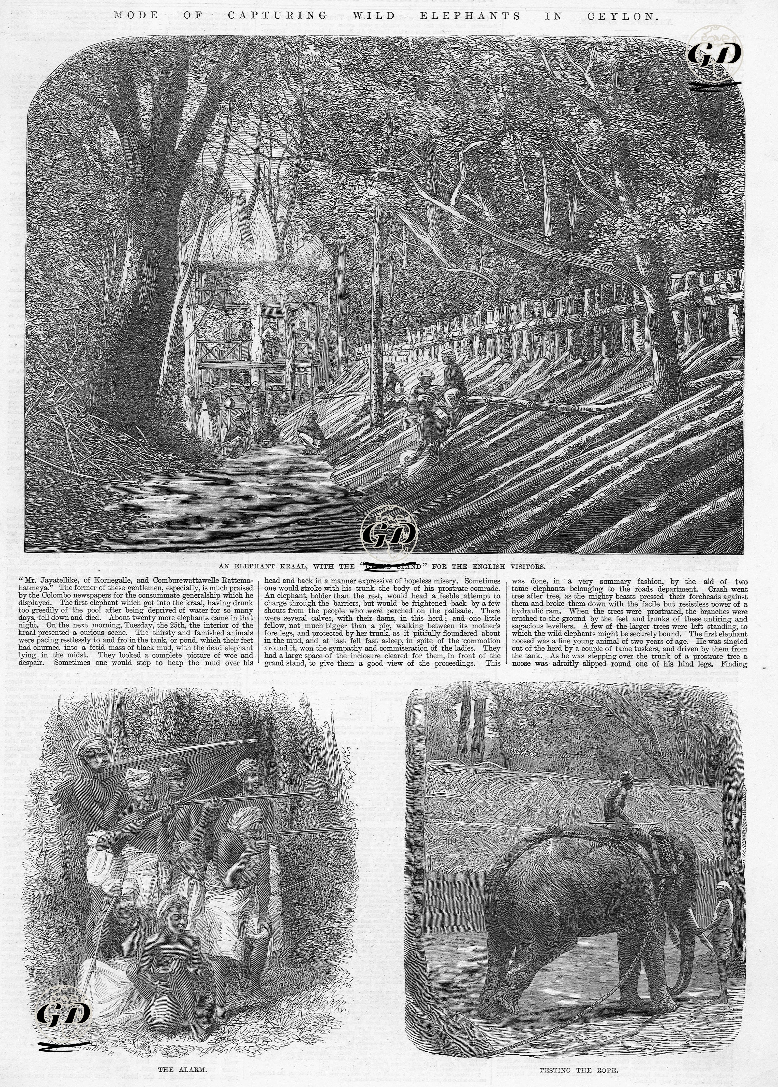 Sri Lanka'da Vahşi Fil Yakalama Usülü  -  - 1864
