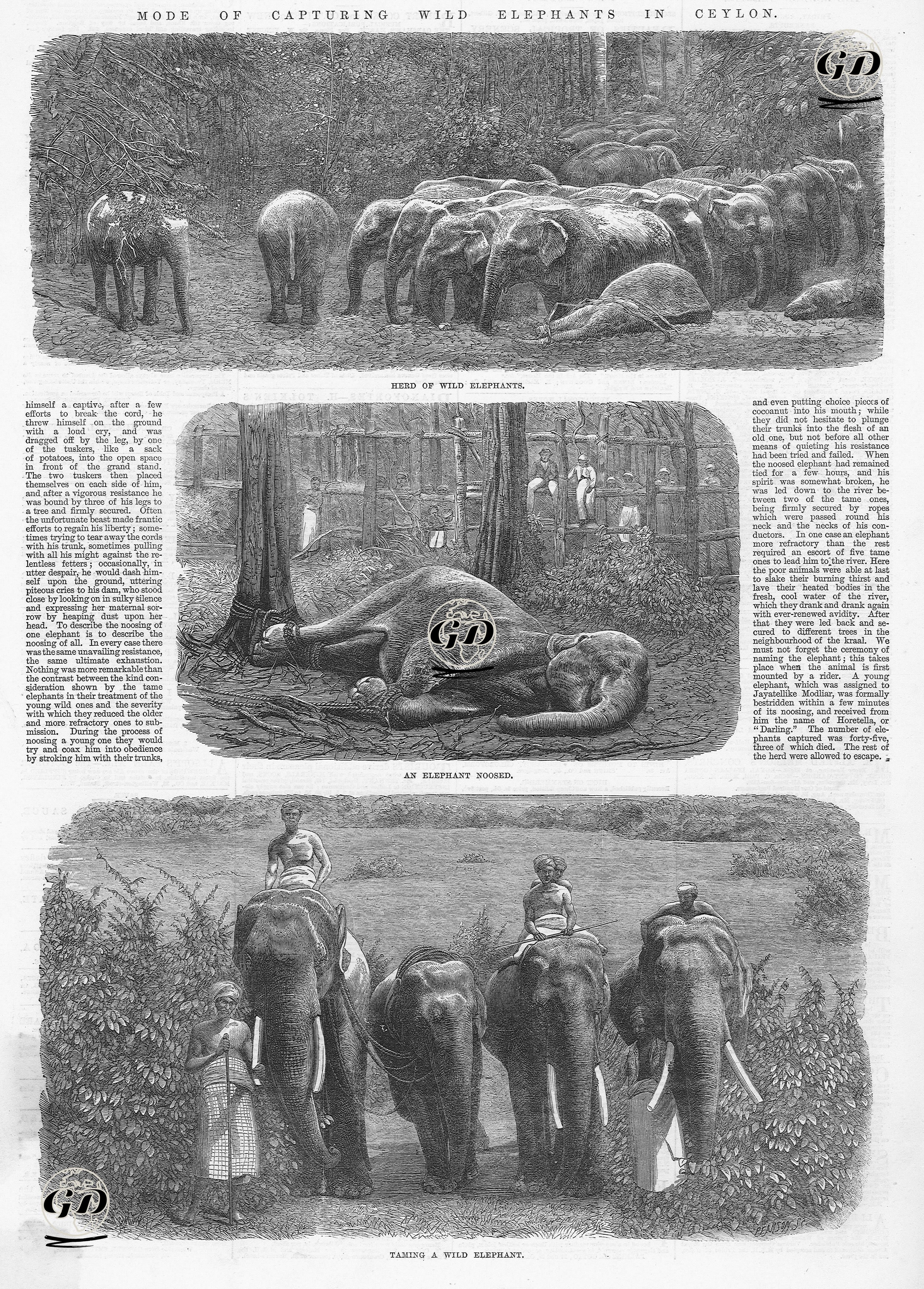 Sri Lanka'da Vahşi Fil Yakalama Usülü-Sürü Haline Getirilmiş Vahşi Filler-Bağlanmış Fil-Evcilleştirilmiş Fil  -  - 1864
