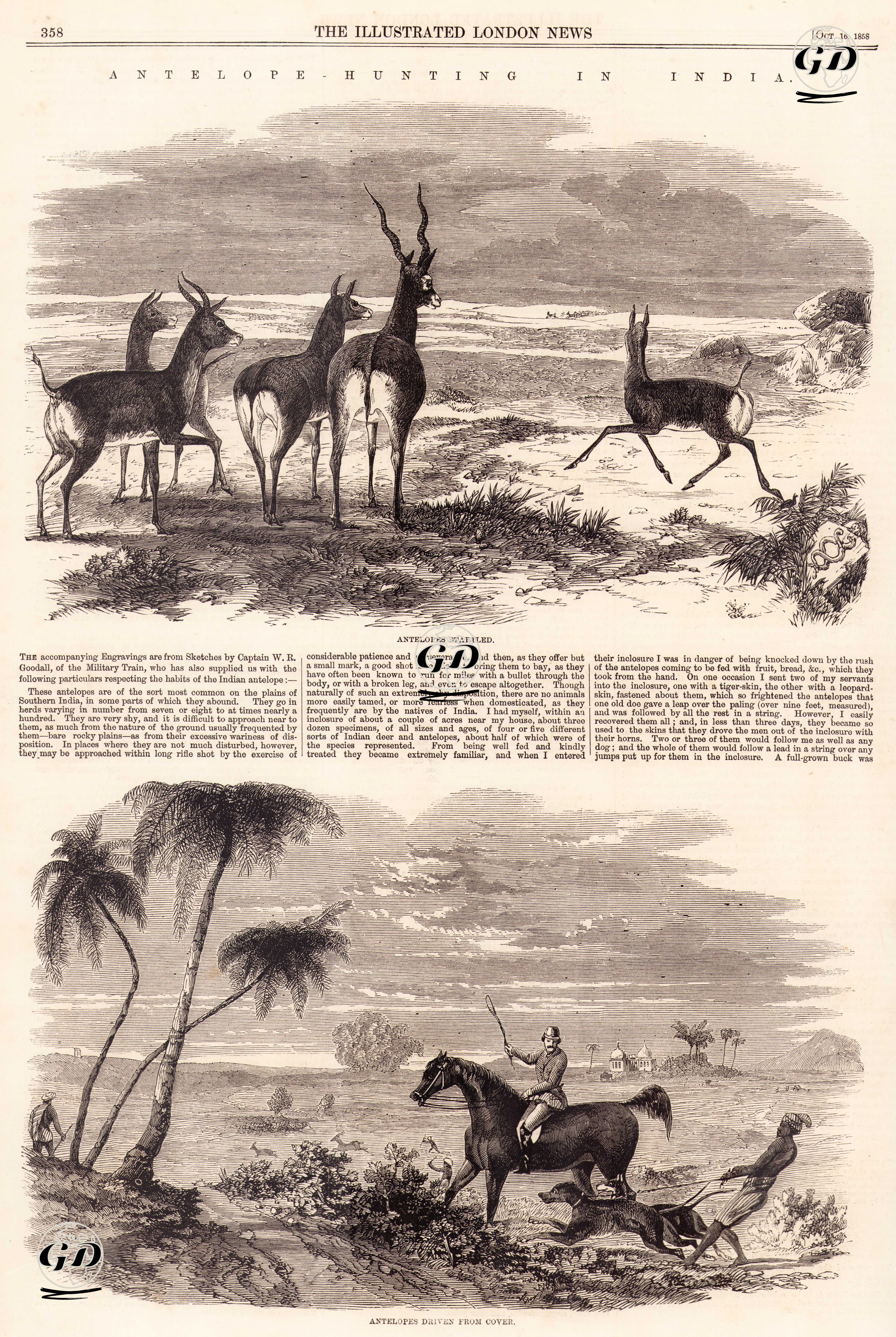 Hindistan'da Antelop Avı- Antelopların Korkutulması-Barınaklarından Çıkarılması -  - 1858