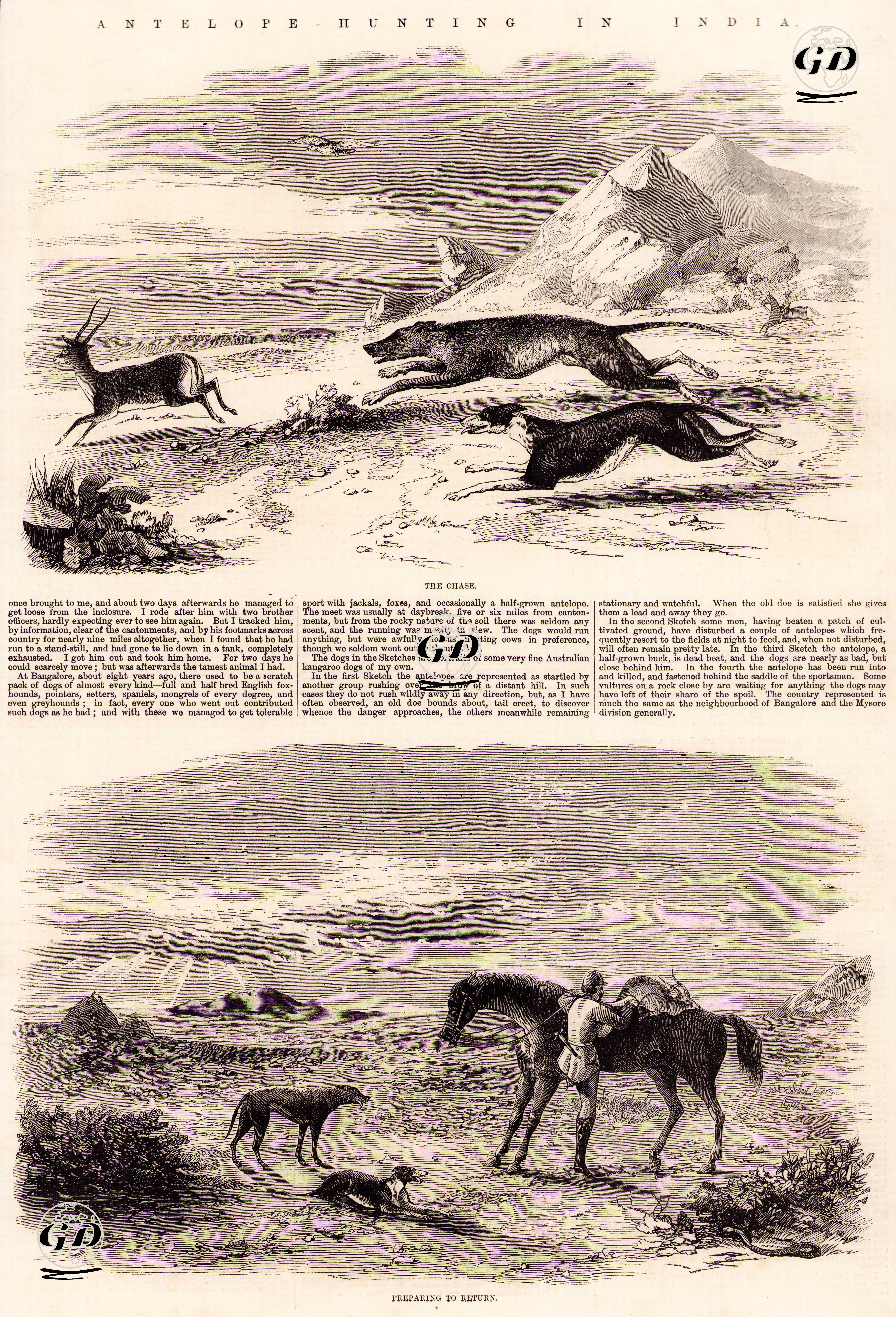 Hindistan'da Antelop Avı- Köpeklerin Takibi ve Yakalaması -  - 1858