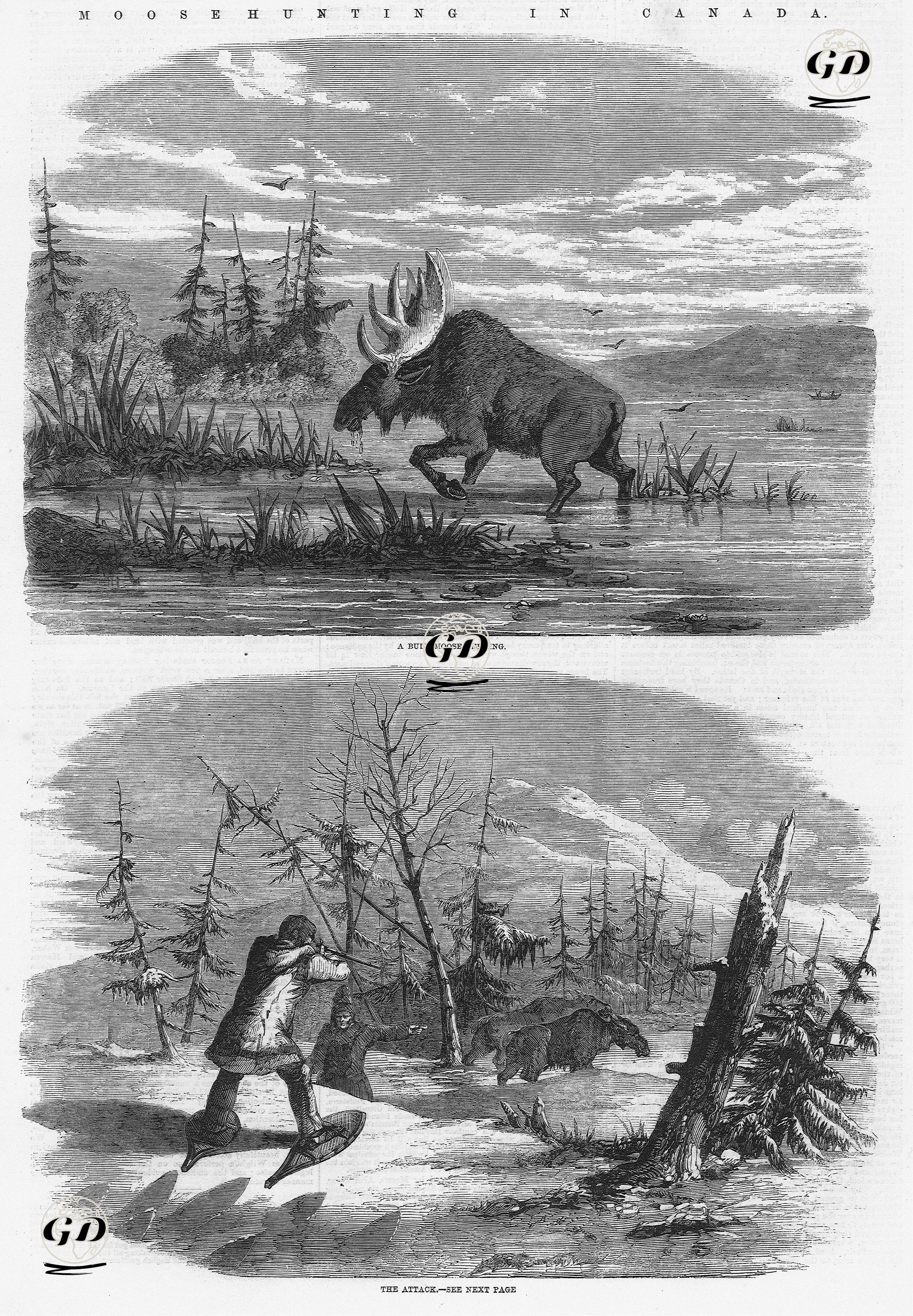 Kanada'da Amerika Geyiği Avı- Amerika Geyiğinin Beslenmesi ve Öldürülmesi -  - 1858