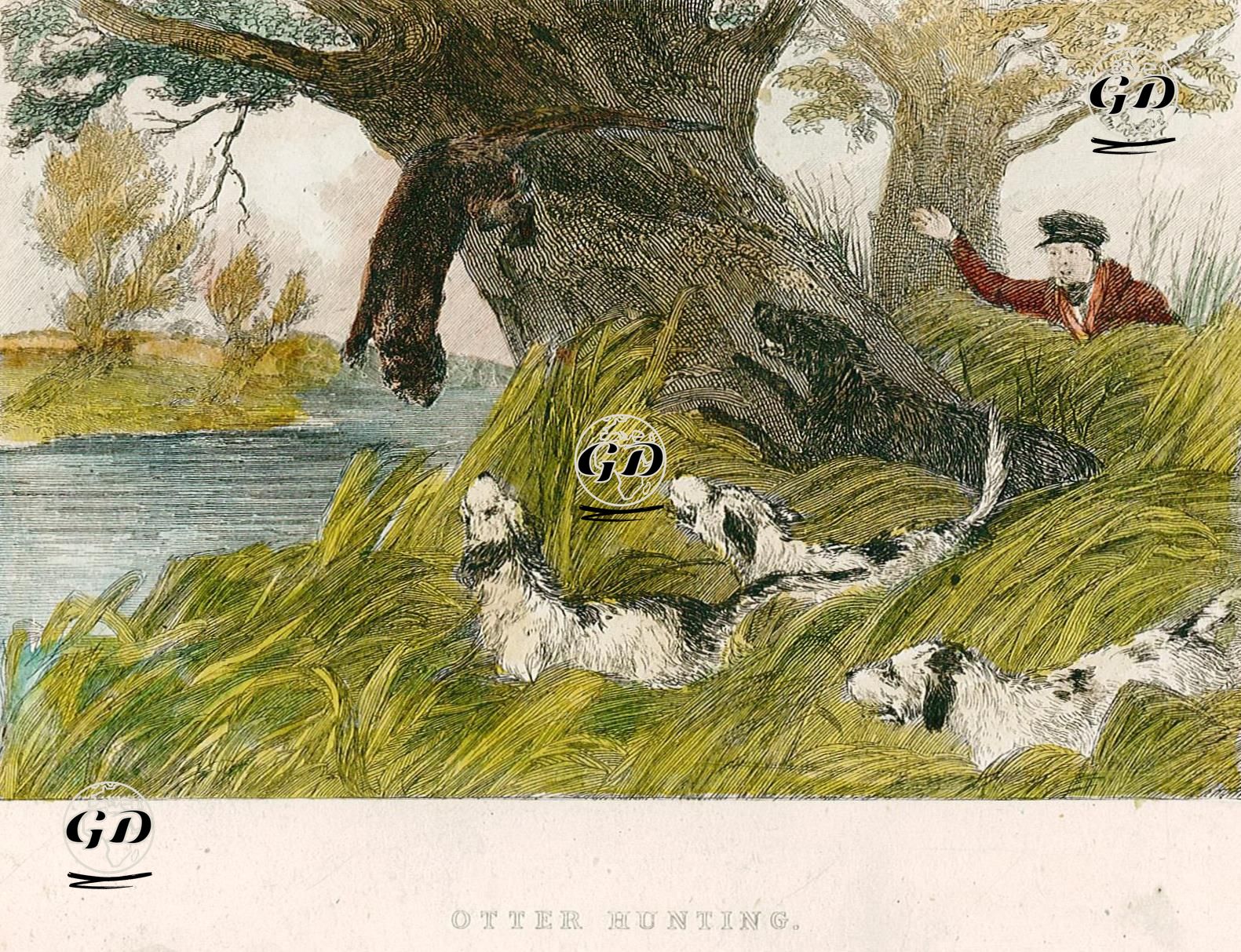 Su Samuru Avı -  - 1880's