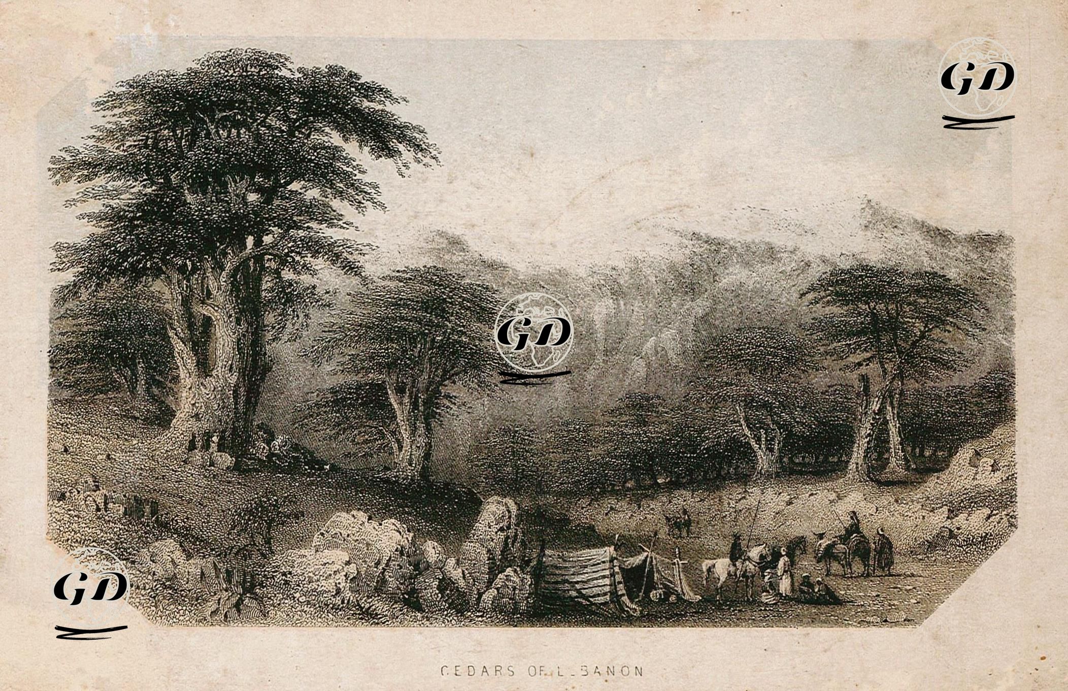  Lübnan'ın Sedir Ağaçları -  - 1830's-1860's