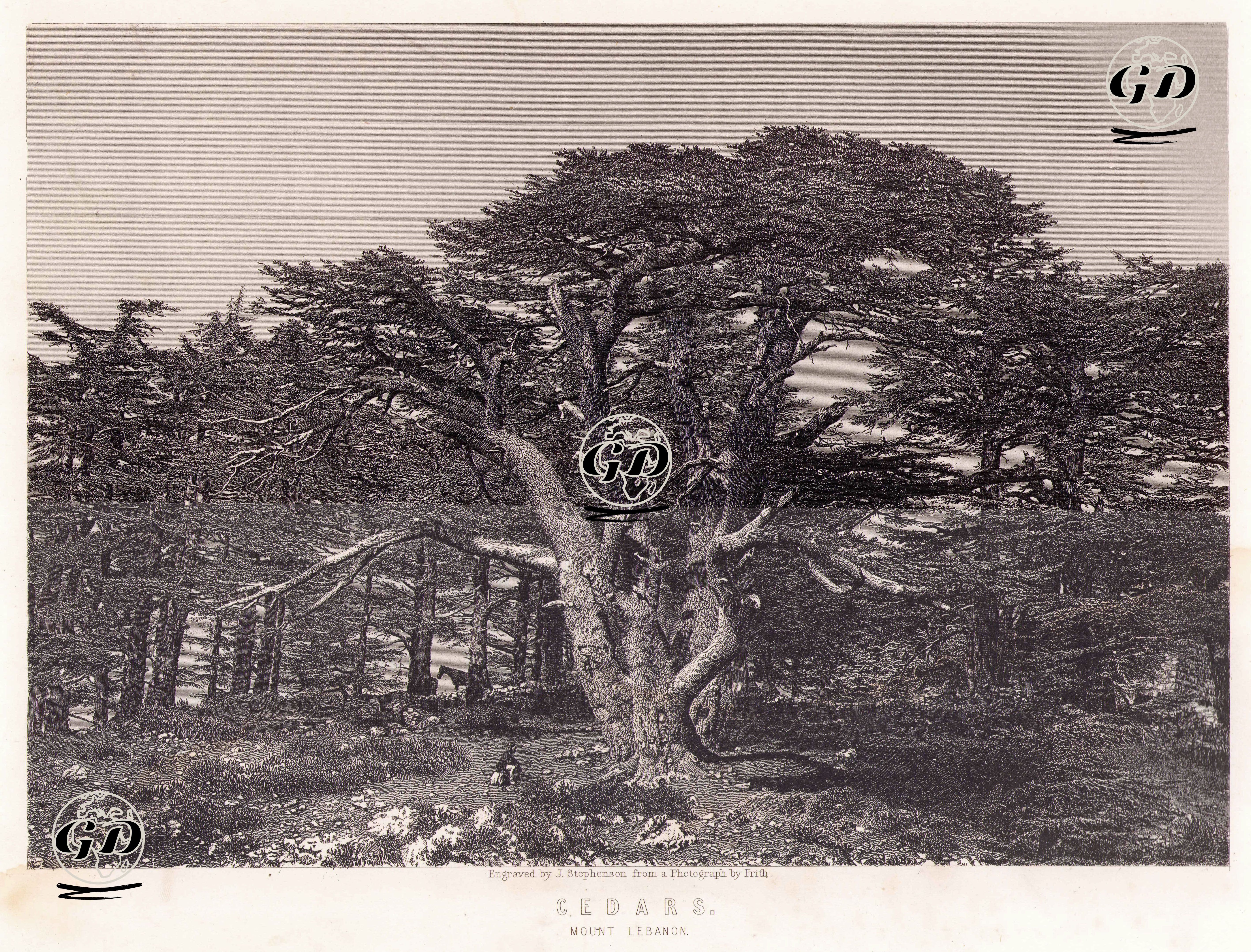 Lübnan Dağlarındaki Sedir Ağaçları - Francis Frith (1822-1898) (Photographer-Fotoğrafçı) - 1850's-1870's
