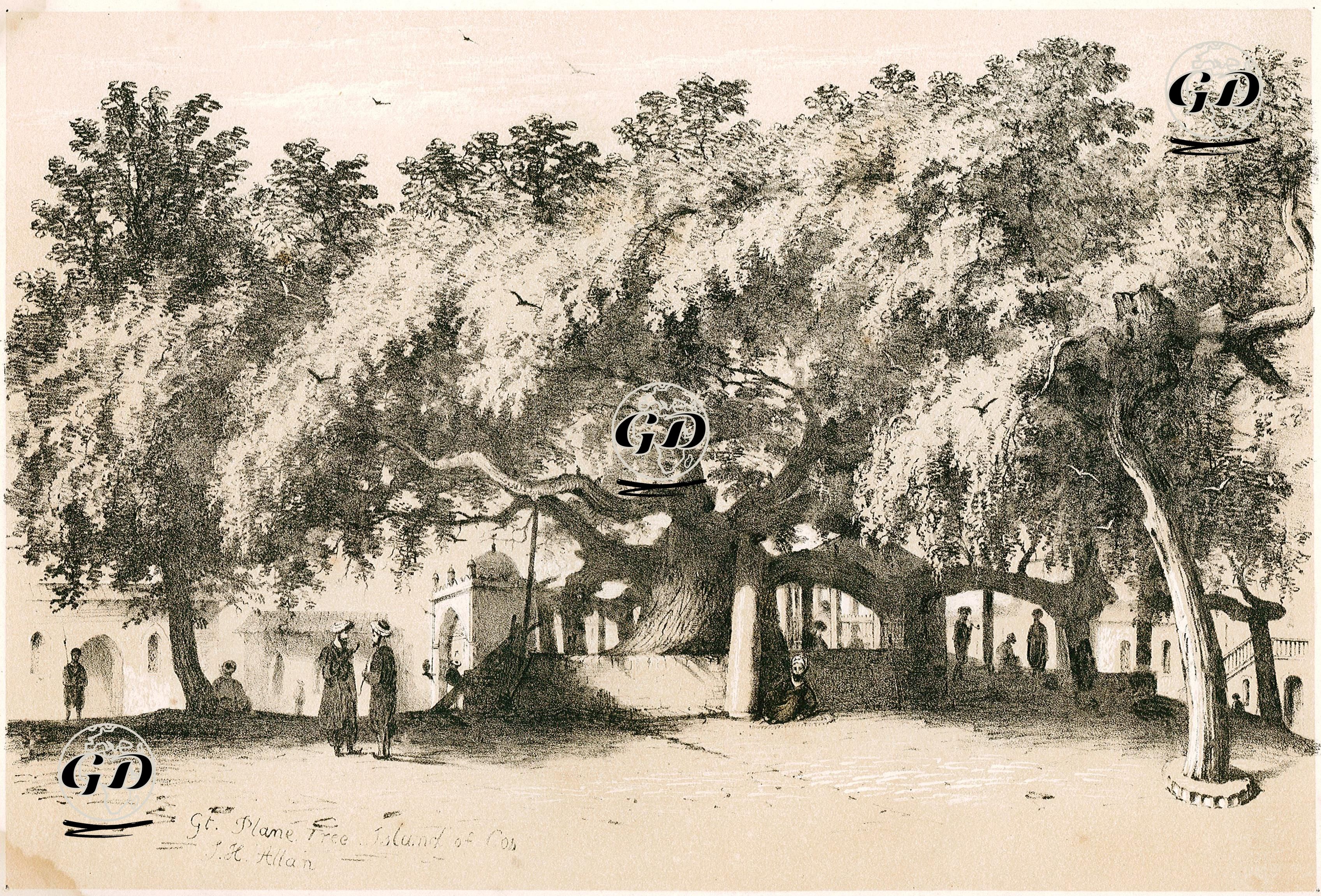 İstanköy (Kos) Adasının Merkezindeki Hipokrat Çınarı - J.H.Allan - 1843