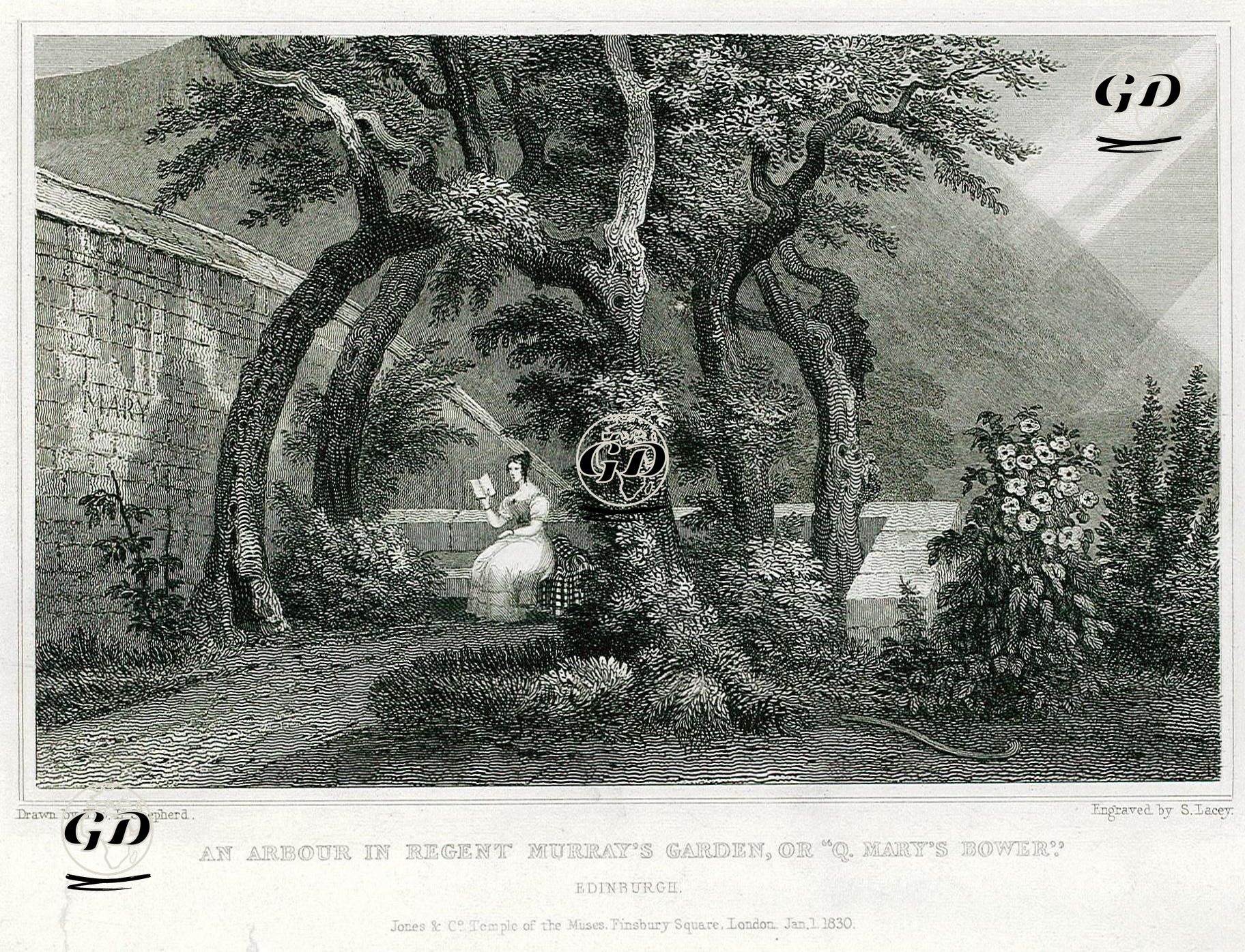 Regent Murray Parkında Bir Kamelya - Thomas Hosmer Shepherd (1792-1864) - 1830